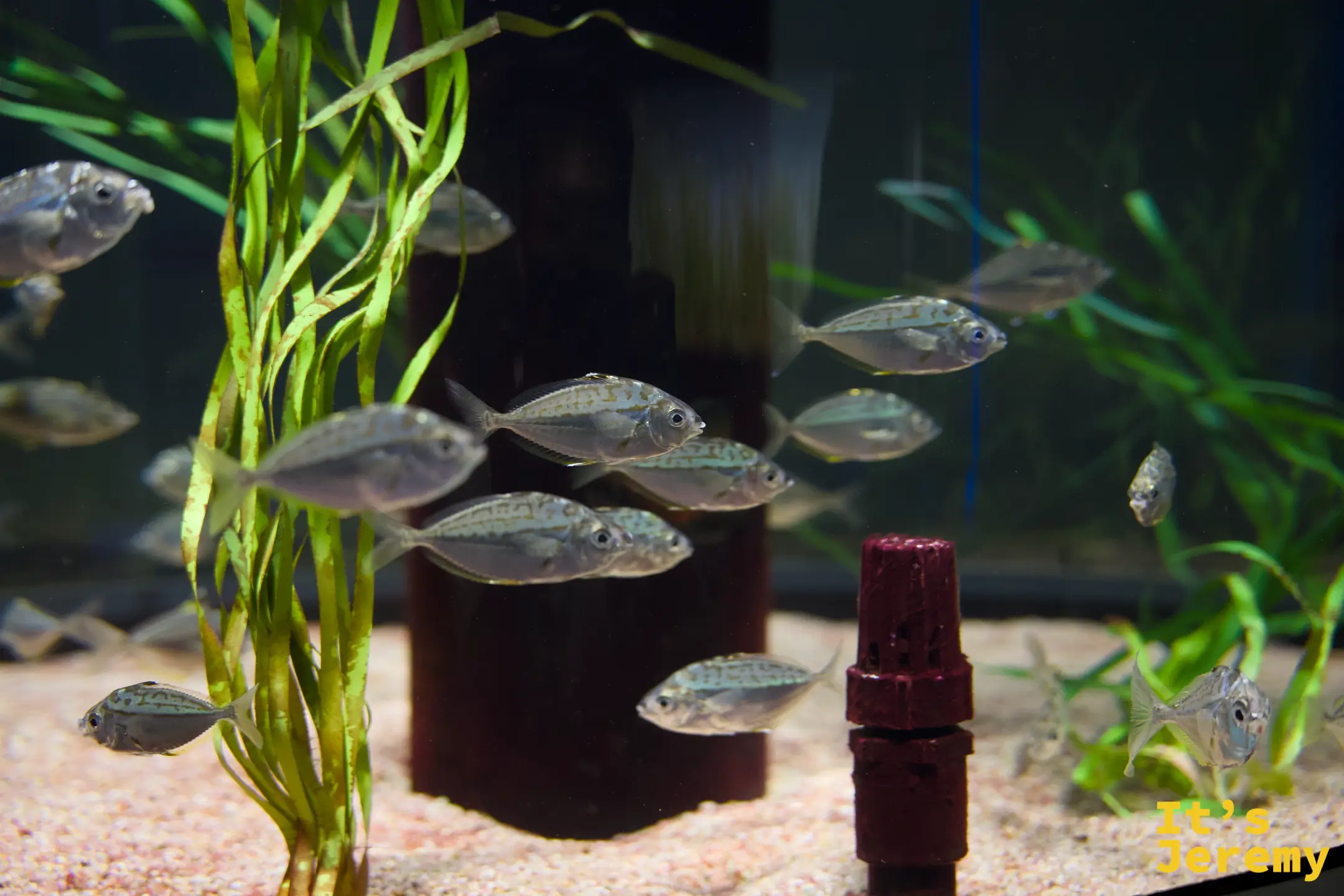 一群銀色半透明小魚在水草缸中游動，背景有翠綠水草與棕色過濾裝置
