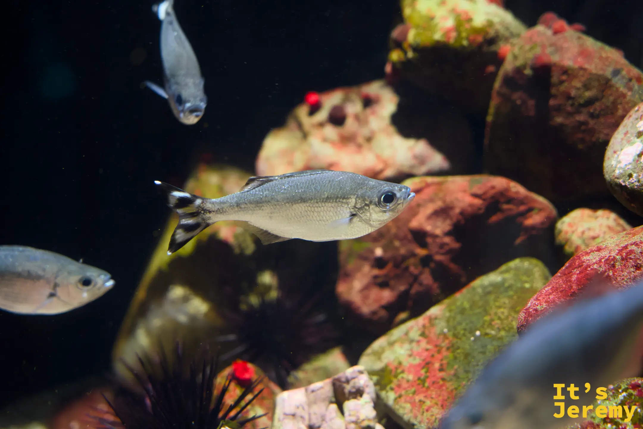 小型藍銀色魚在珊瑚礁間游動，礁石呈紅橙色，底部有黑色海膽