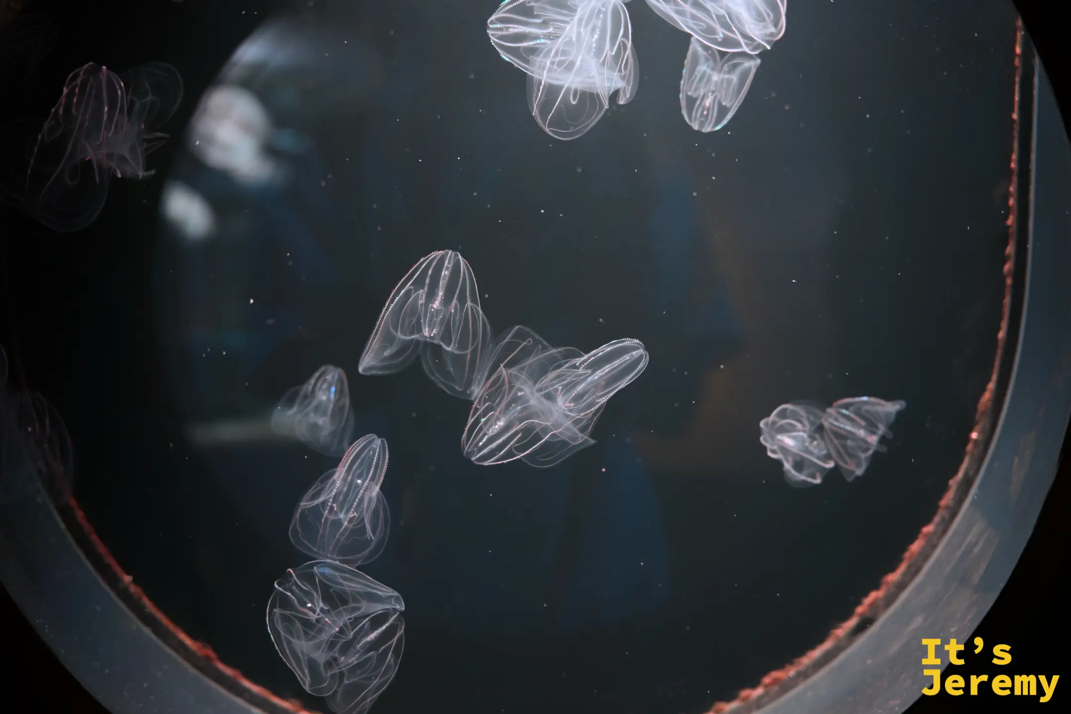 從上方俯視的圓形水族缸，多隻透明小型水母在藍色水中漂浮