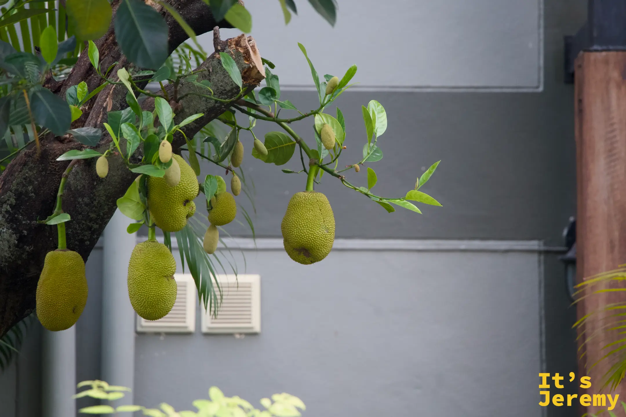 餐廳旁庭院的樹枝上掛著多顆青綠色菠蘿蜜，果實密集，夜燈光線打出果皮的粗糙質感