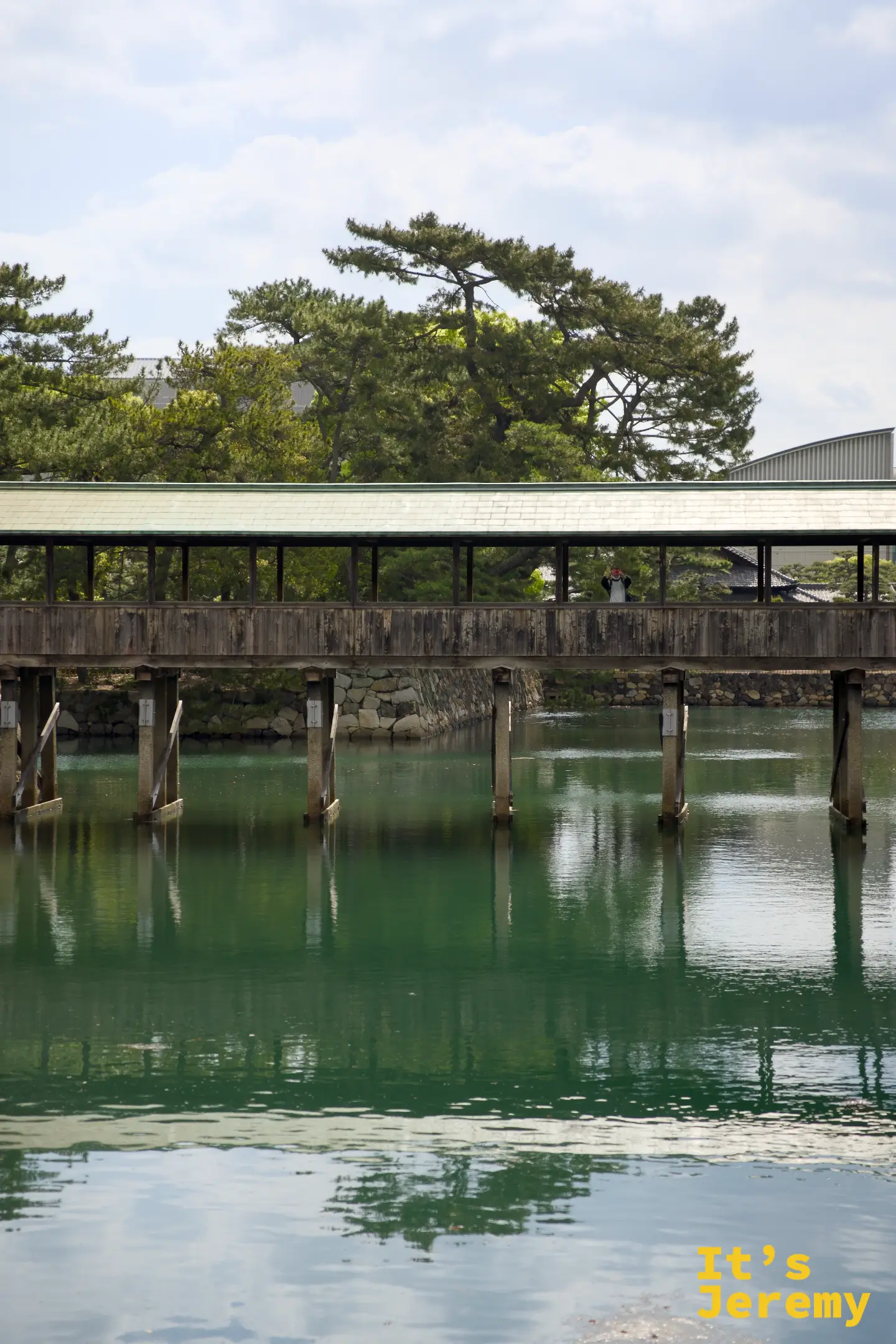 木造廊橋有頂蓋，橋面架於緩流水道之上，遠端可見高大的日本松樹，一名遊客佇立橋上張望