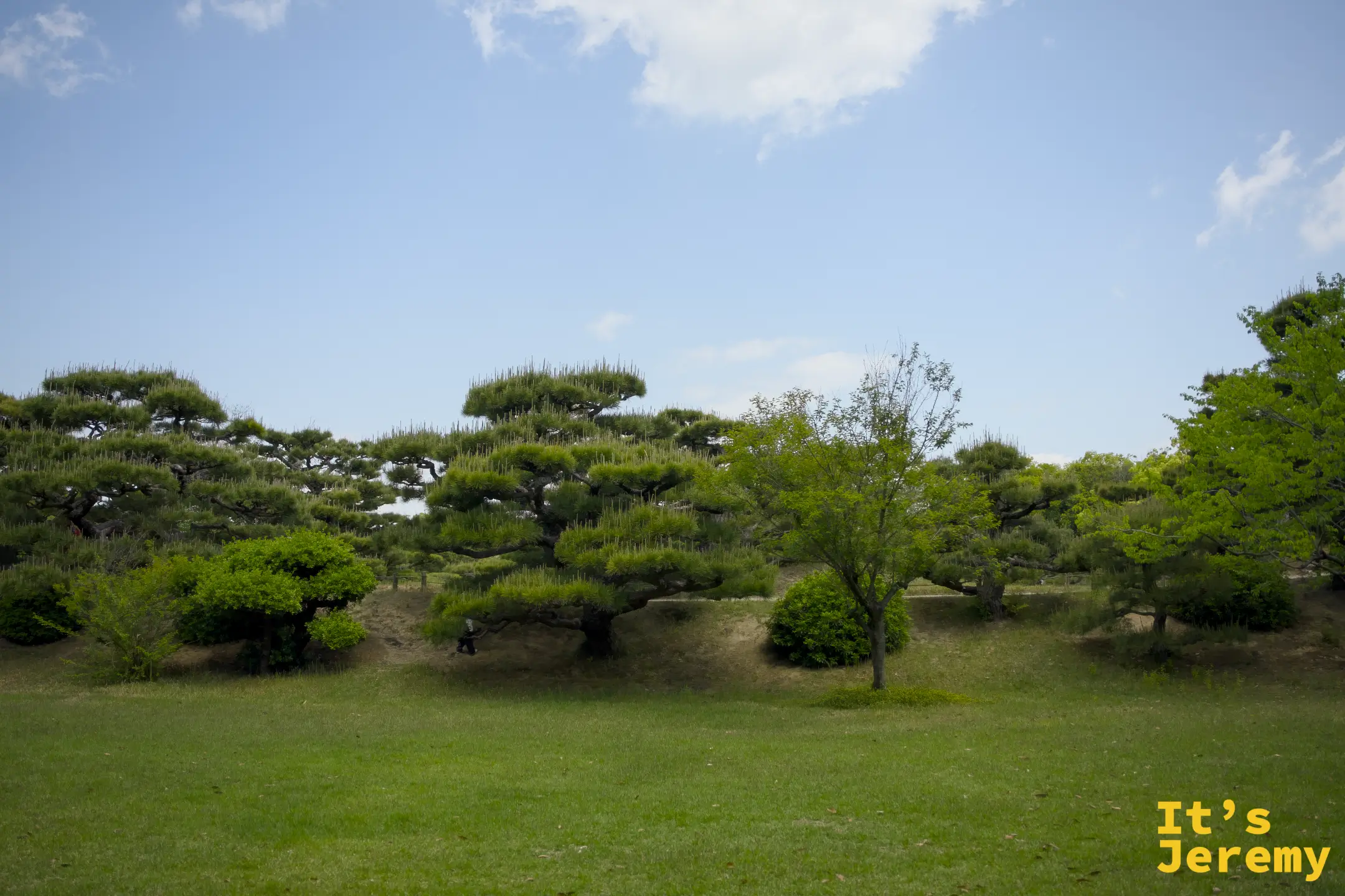 從寬闊草地望向山坡，一棵橫向極度延展的巨松鋪滿整個山坡，樹形低矮水平，就像一把打開的傘