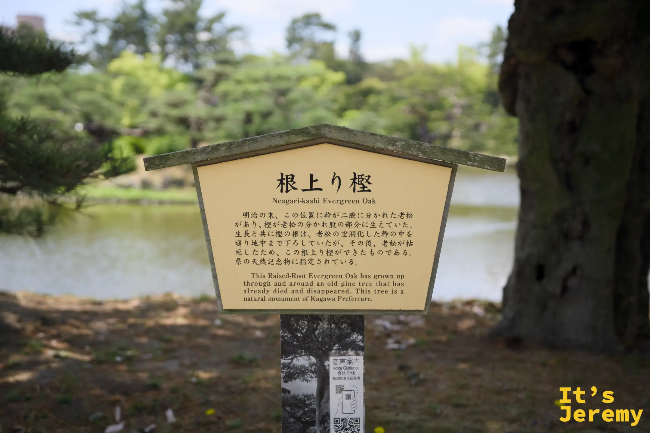 「根上り樫 Neagari-kashi Evergreen Oak」說明牌，背景可見池水和松樹