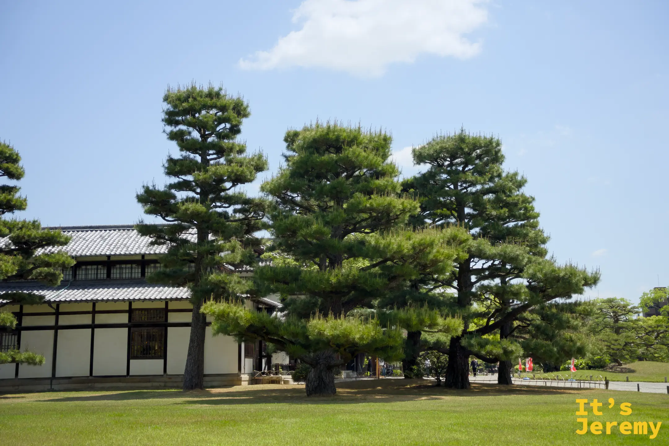 三棵高低不一的黑松立在白牆傳統建築前，松樹之間留有呼吸的空隙，草地整潔如毯