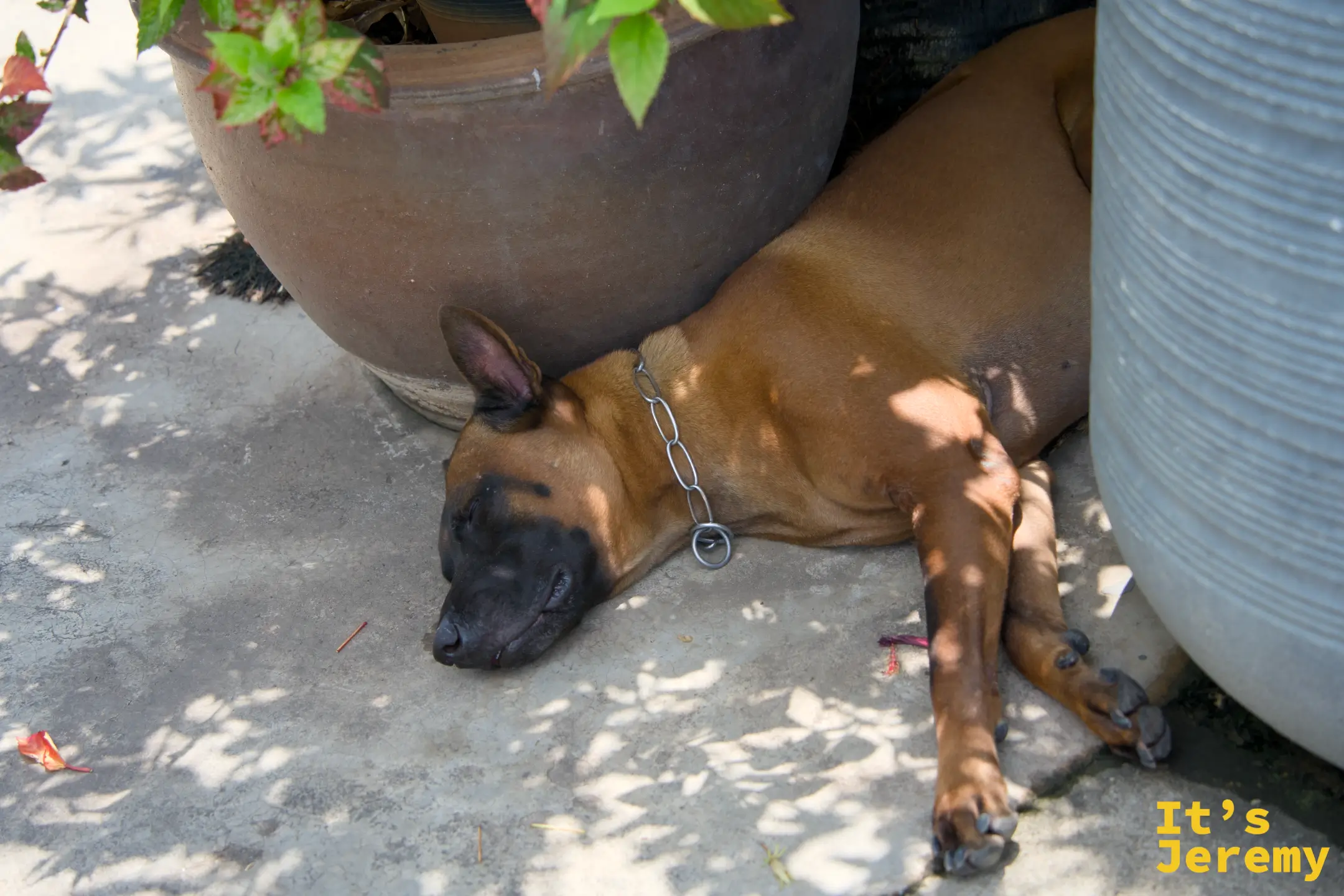 另一隻守護犬趴在花盆旁的樹蔭下熟睡