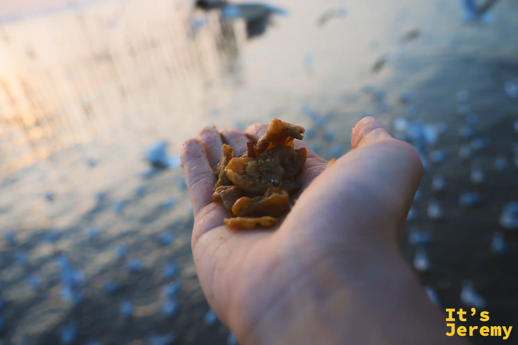 一手掌的炸豬皮鳥食，背景是棧道與飛舞中的海鷗