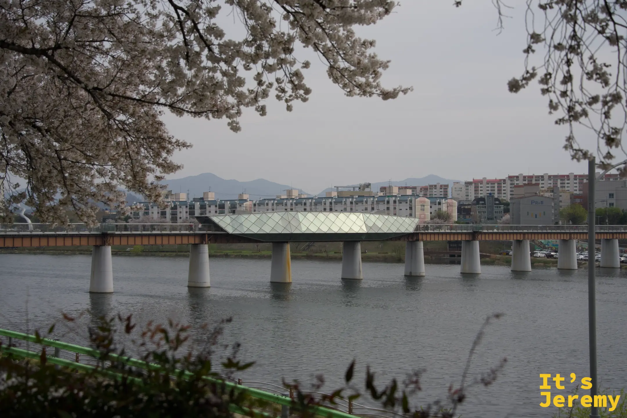 透過河堤櫻花框景看到峨洋鐵橋玻璃中段全景，後方是大邱市區與山景