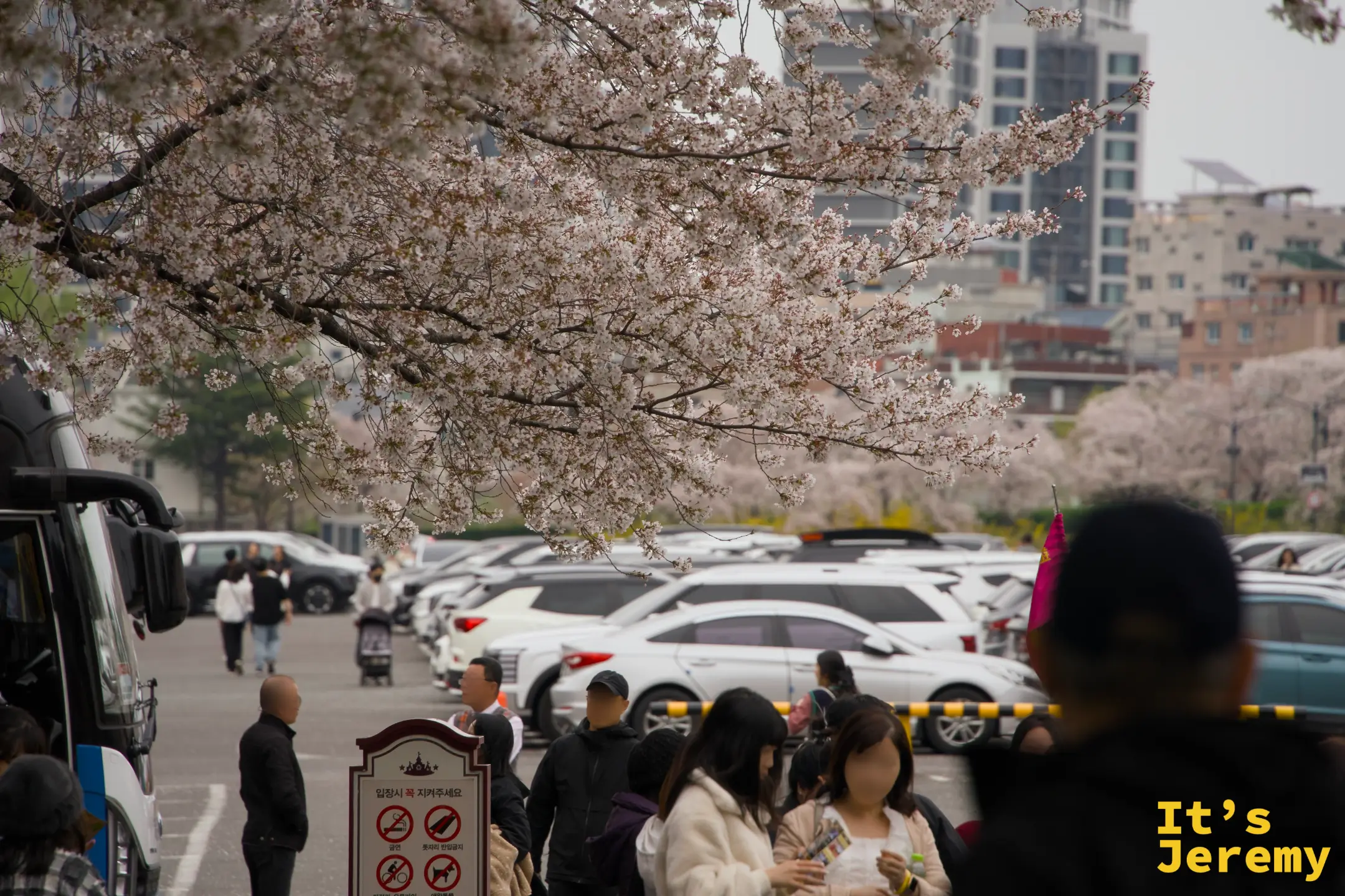E-World 停車場周邊的櫻花樹，樹冠成片覆蓋在停車場上方，下方排滿車輛與往來遊客，背景隱約看得到大邱市區的公寓大樓