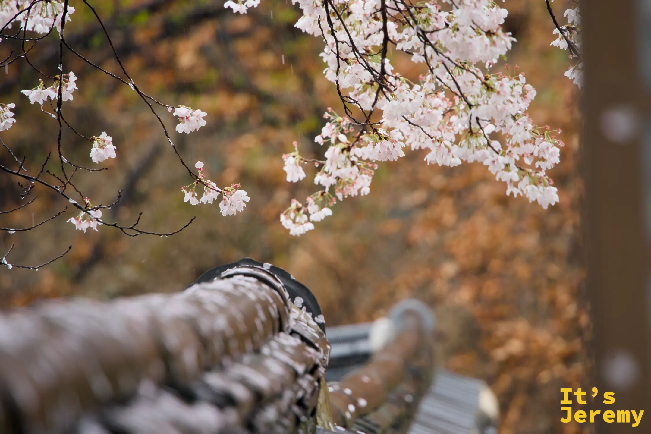 雨中近拍染井吉野櫻，黑色筒形屋瓦脊作為前景，白粉色花瓣在雨絲中輕顫