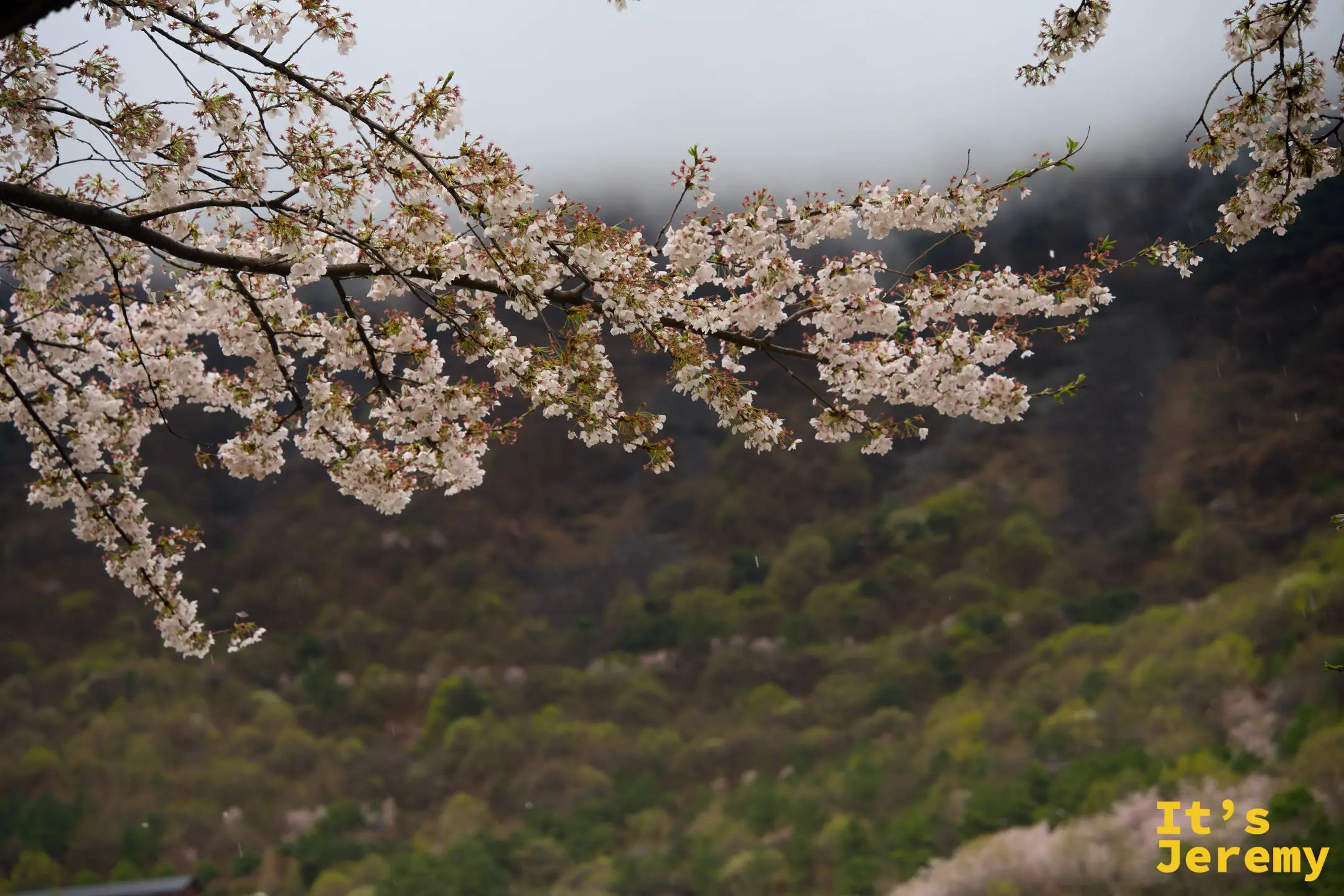 🇰🇷 晉州景點｜月牙山 월아산 숲속의 진주：雨中賞櫻竟然更美？狼狽但浪漫的午後