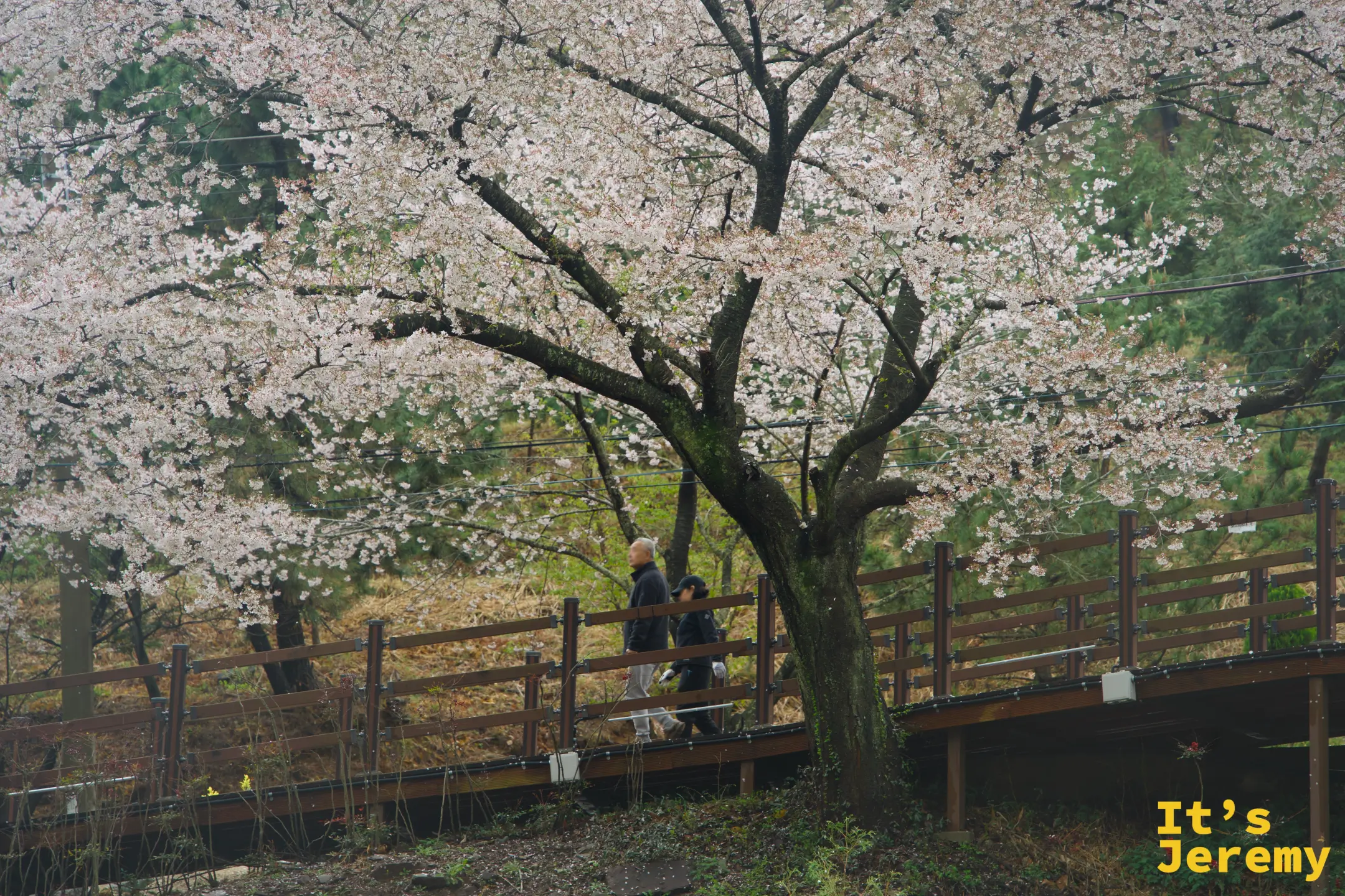 遊客在月牙山木棧橋旁巨大的染井吉野下駐足，細雨與霧氣讓整幅畫面朦朧詩意