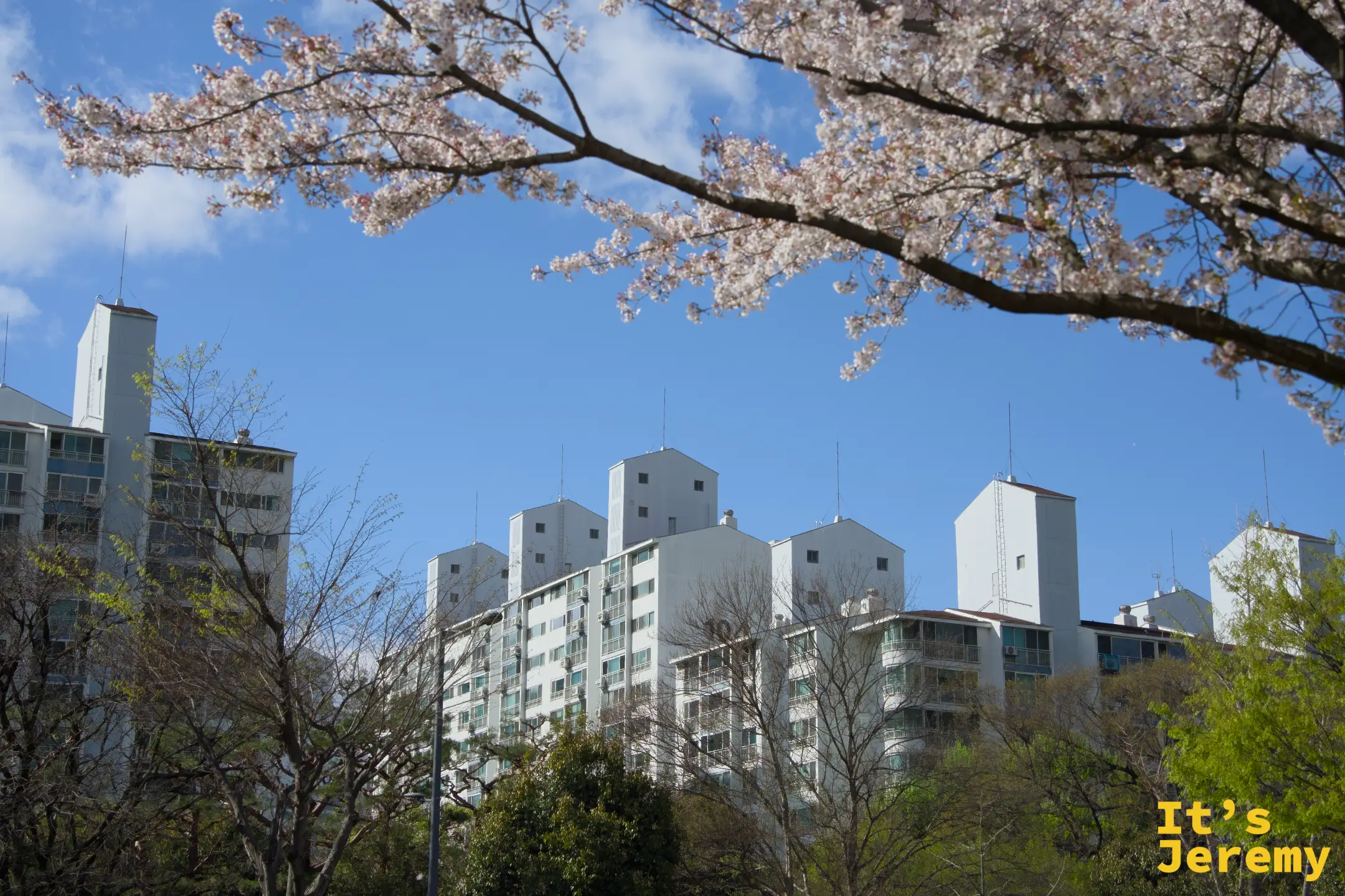 步道全景，兩側成熟的染井吉野在頭頂連成連綿的粉白花廊，磚紅步道向遠處延伸