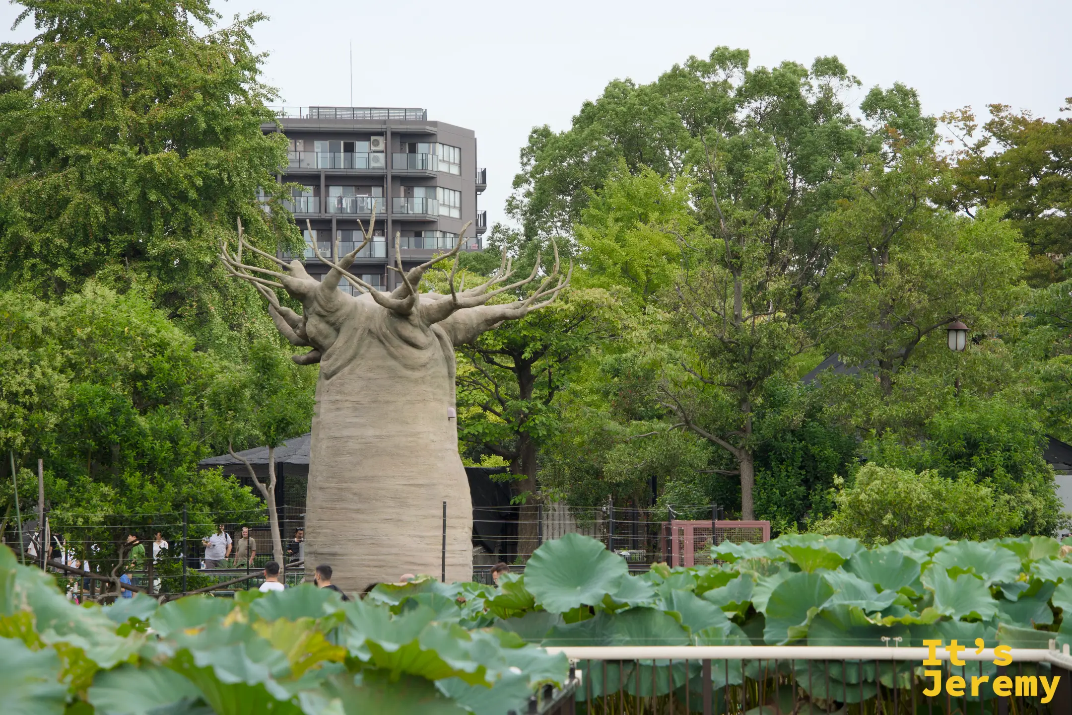 不忍池旁的巴奧巴樹造型雕塑,前景是大片蓮葉