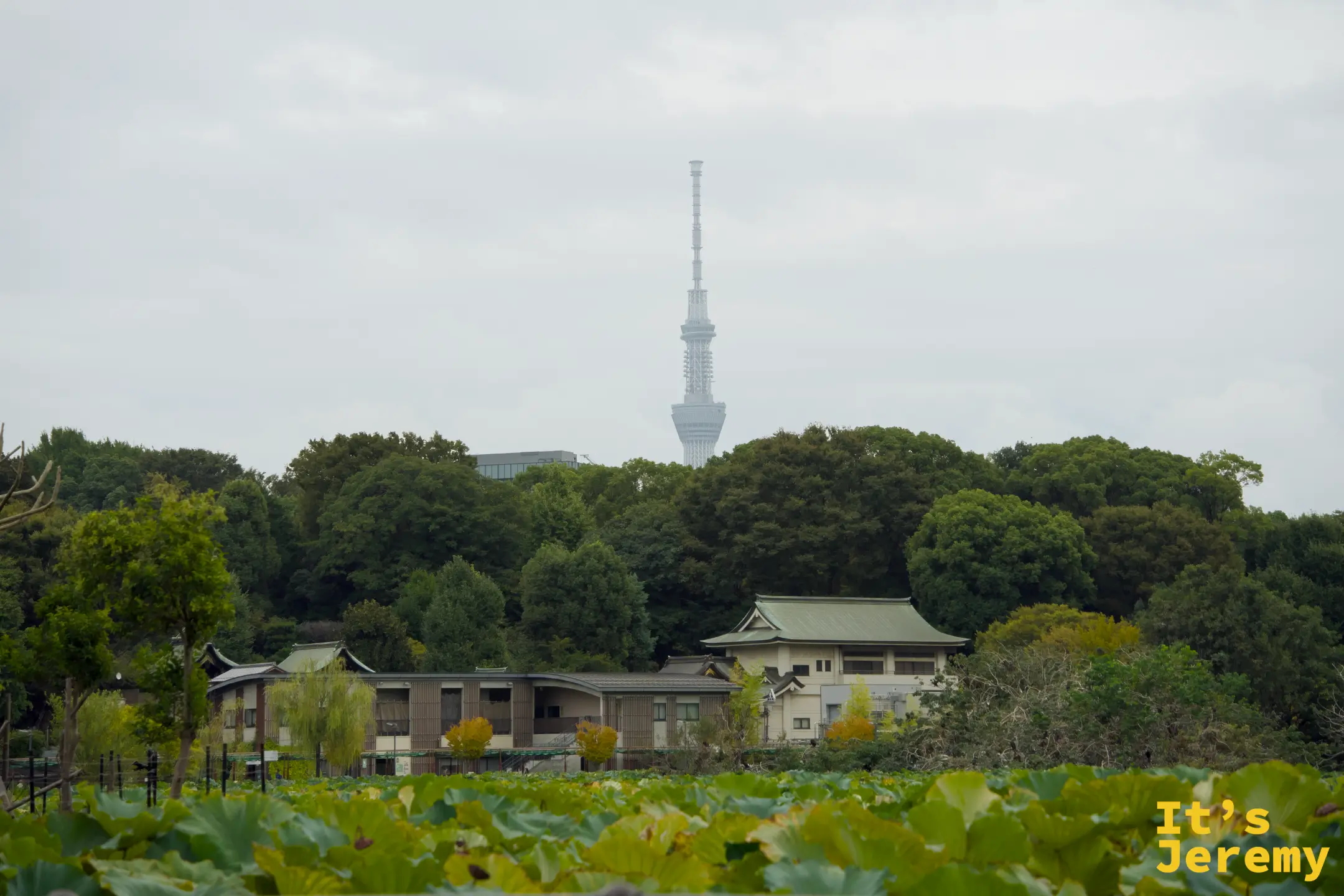 越過蓮花池,晴空塔在霧氣中若隱若現,低矮的日式建築與高塔同框