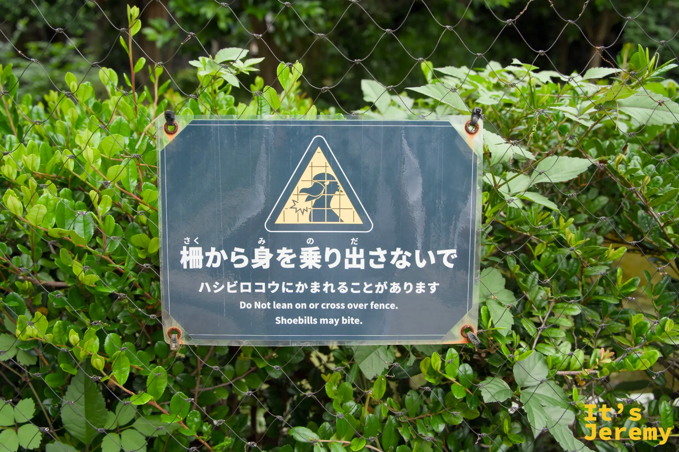 鯨頭鸛展區的警告牌,提醒遊客請勿探出欄外,鯨頭鸛有可能咬人