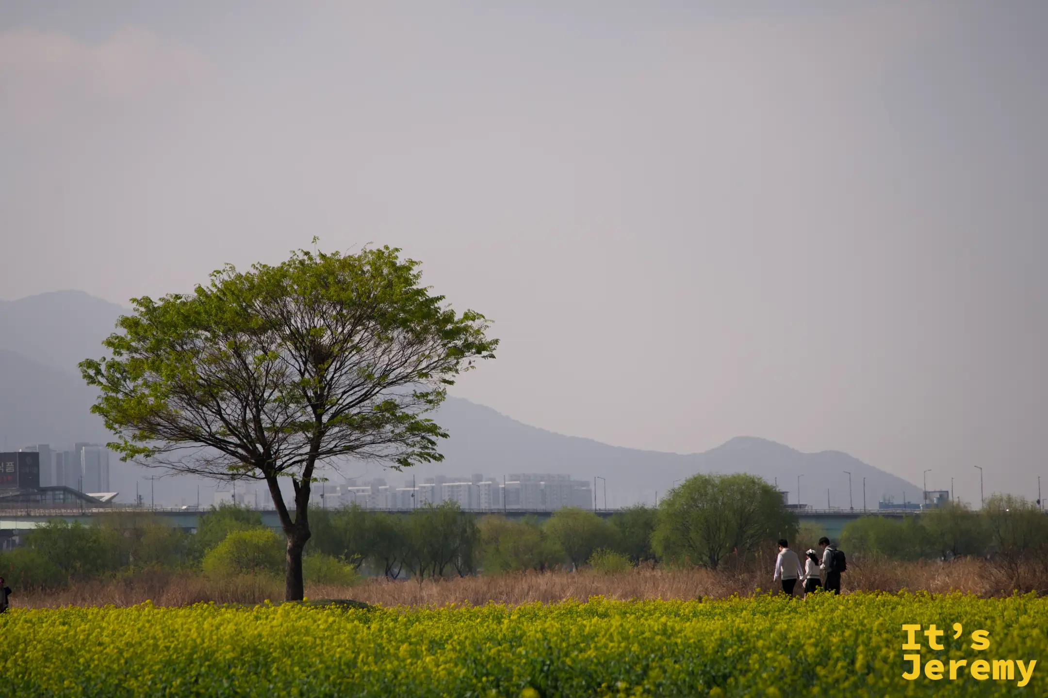 公園全景遠拍：油菜花海延伸至遠方，一棵孤樹立在中央，遠景是洛東江橋與連綿低山