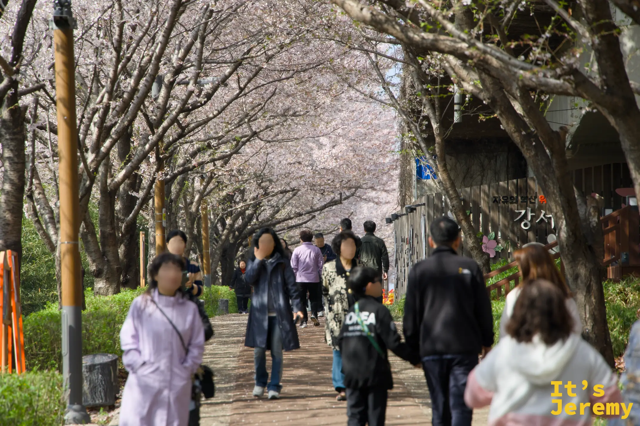 步道上人潮熙攘，兩側染井吉野形成完整的花廊隧道，地上散落細碎花瓣