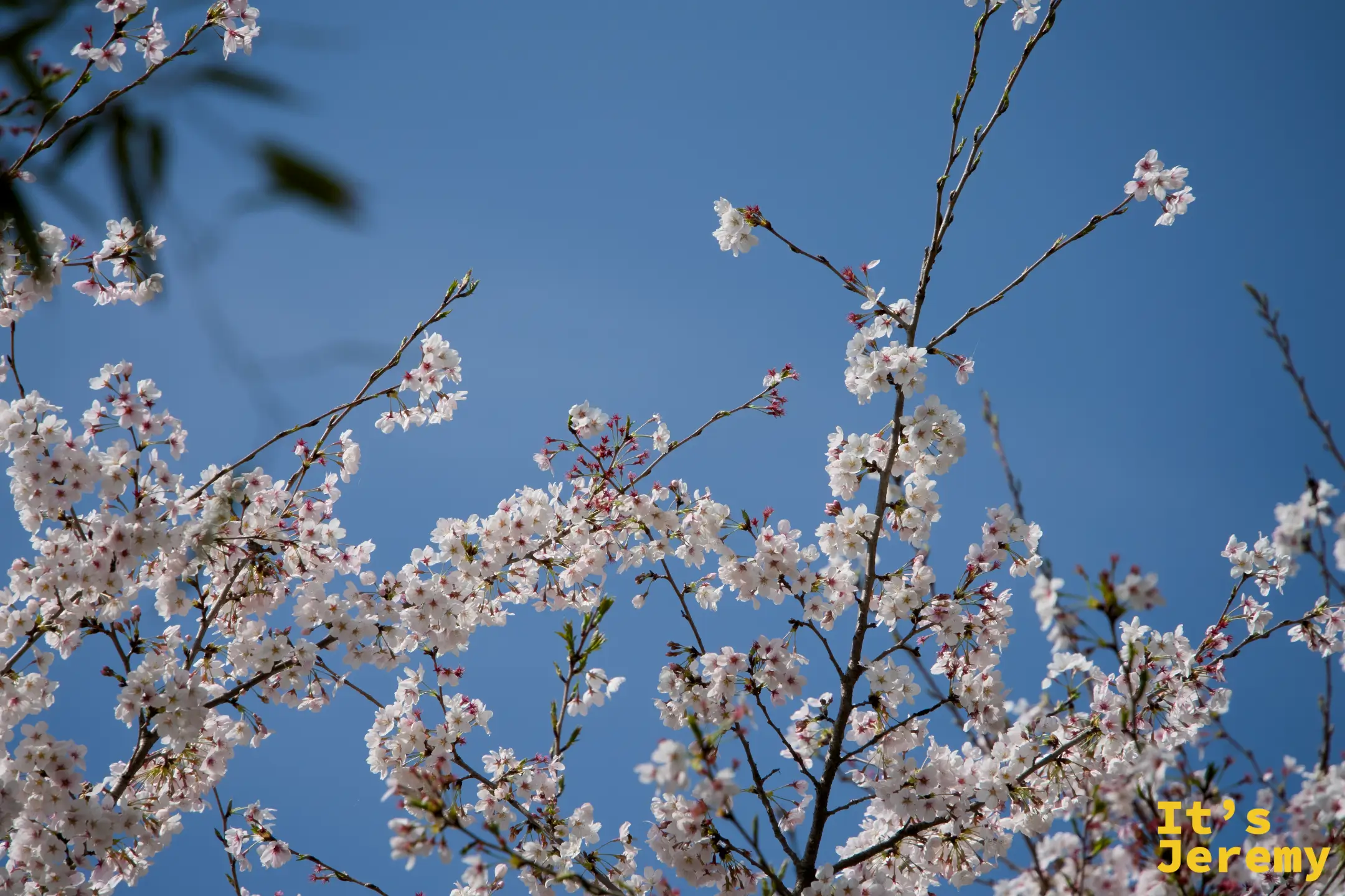 仰拍染井吉野，純白的花簇在藍天襯托下如同浮雲，春風帶著幾瓣飄落