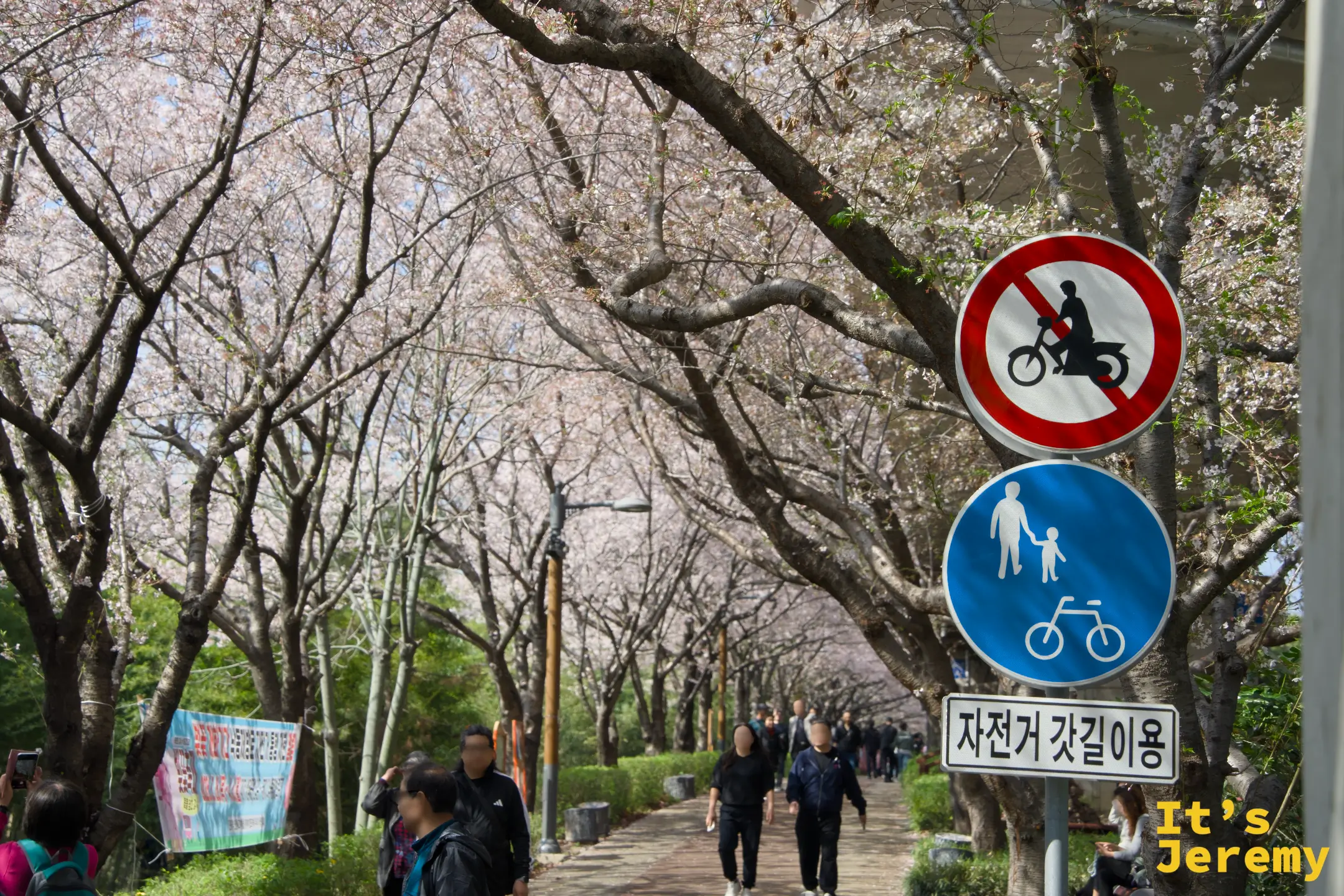 步道視角：行人悠閒穿越花廊，路旁立著自行車路線標誌，花枝在兩側伸展交疊
