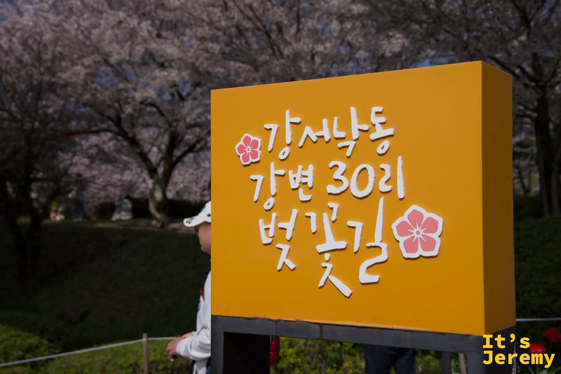 낙동강변 30리 벚꽃길標誌牌，橘色標牌前方滿是盛開的染井吉野，春意濃烈