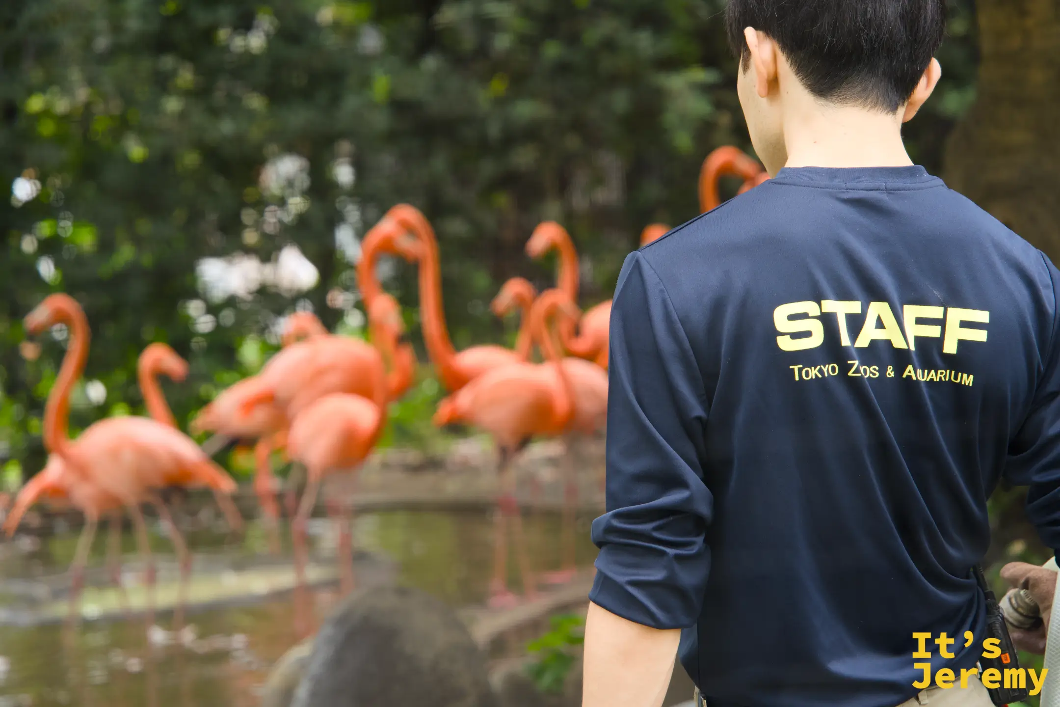 飼育員背影與背景中的紅鶴群,藍色制服上印著「Tokyo Zoos & Aquarium STAFF」