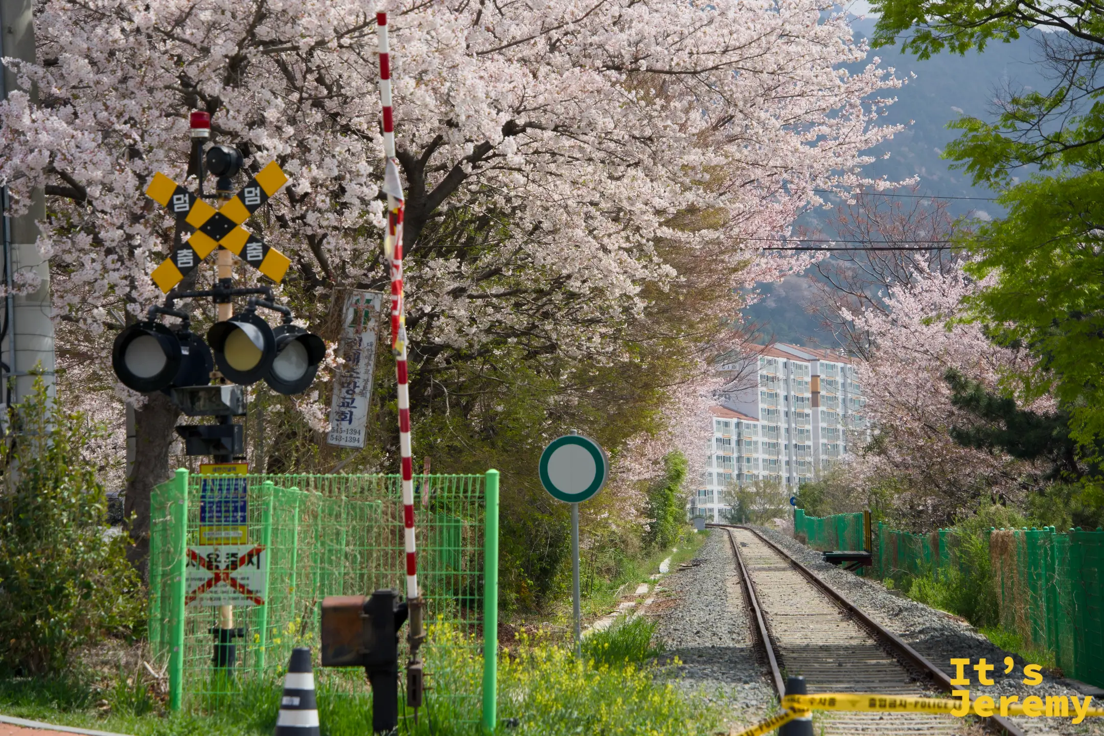平交道護欄和號誌旁，鐵道往遠方延伸，兩側全是未凋的櫻花