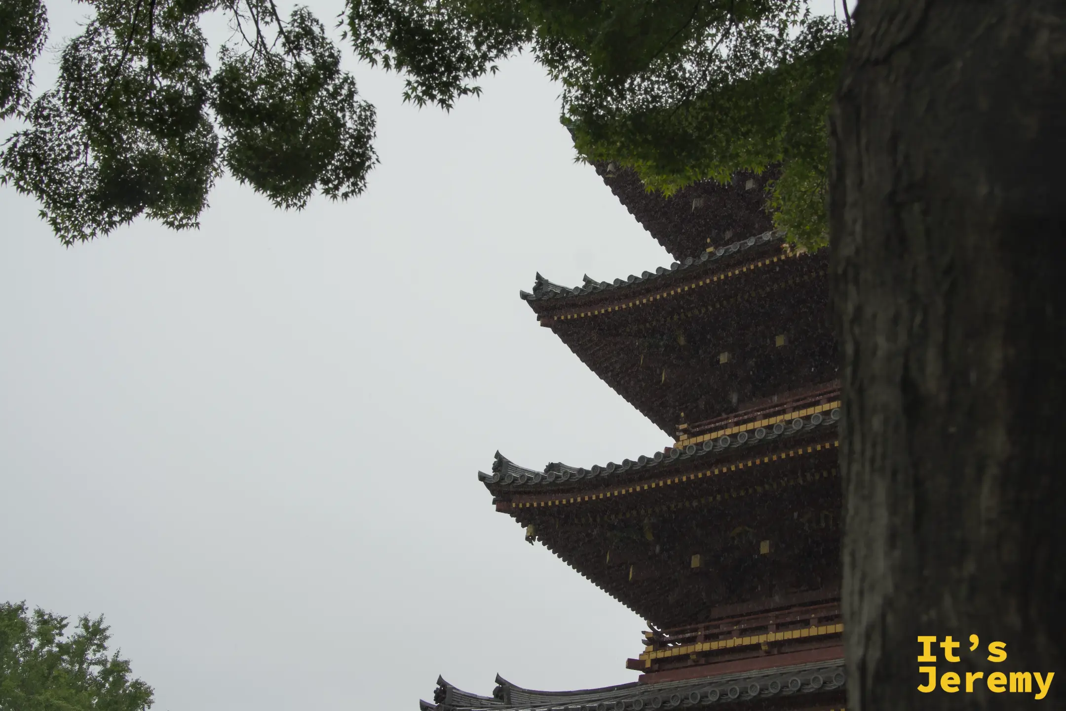 仰視五重塔,黑色屋檐層層疊起,樹枝自然延伸進入畫面