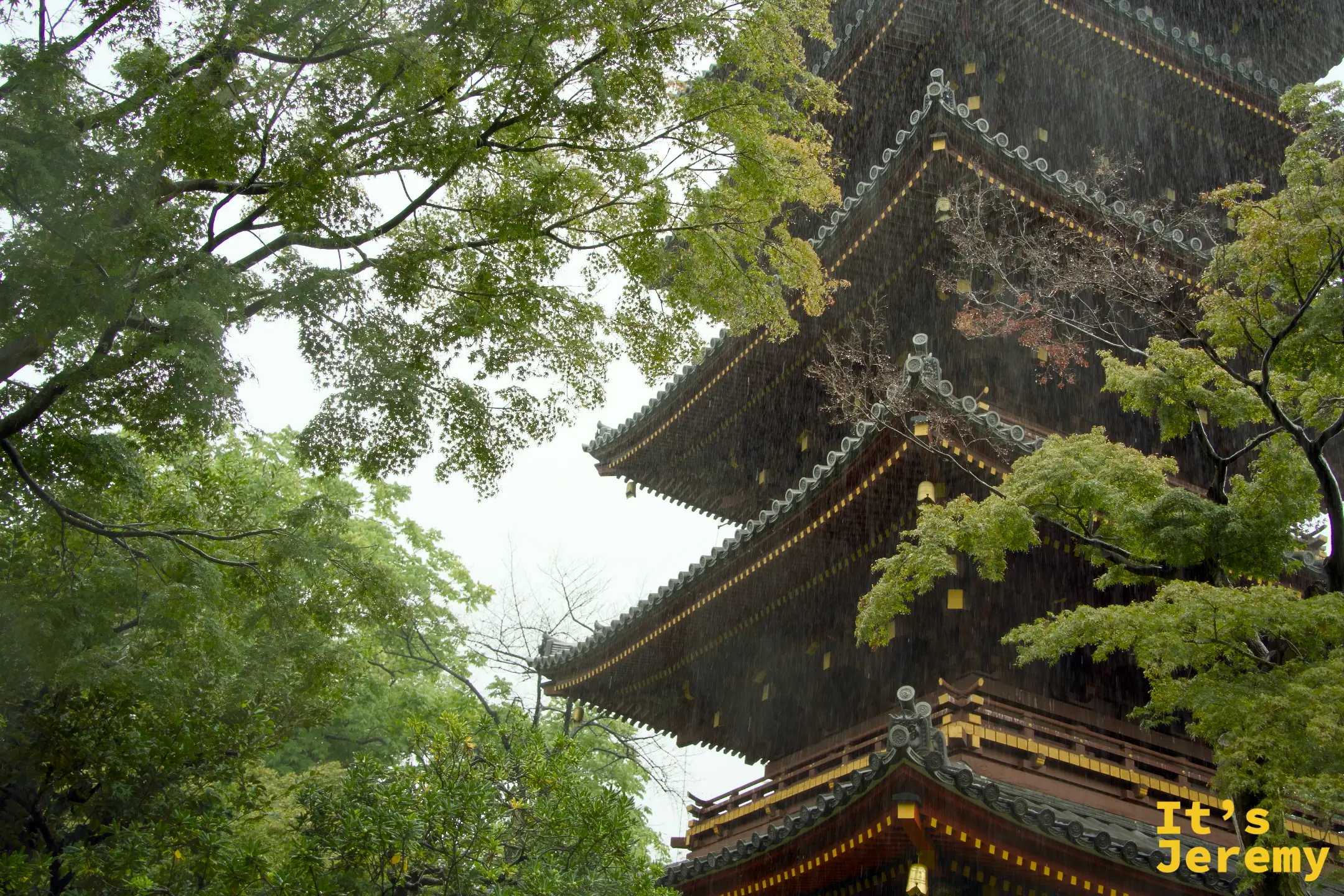 大雨中的五重塔,雨絲清晰可見,古樸的江戶時代建築在雨中更加沉靜