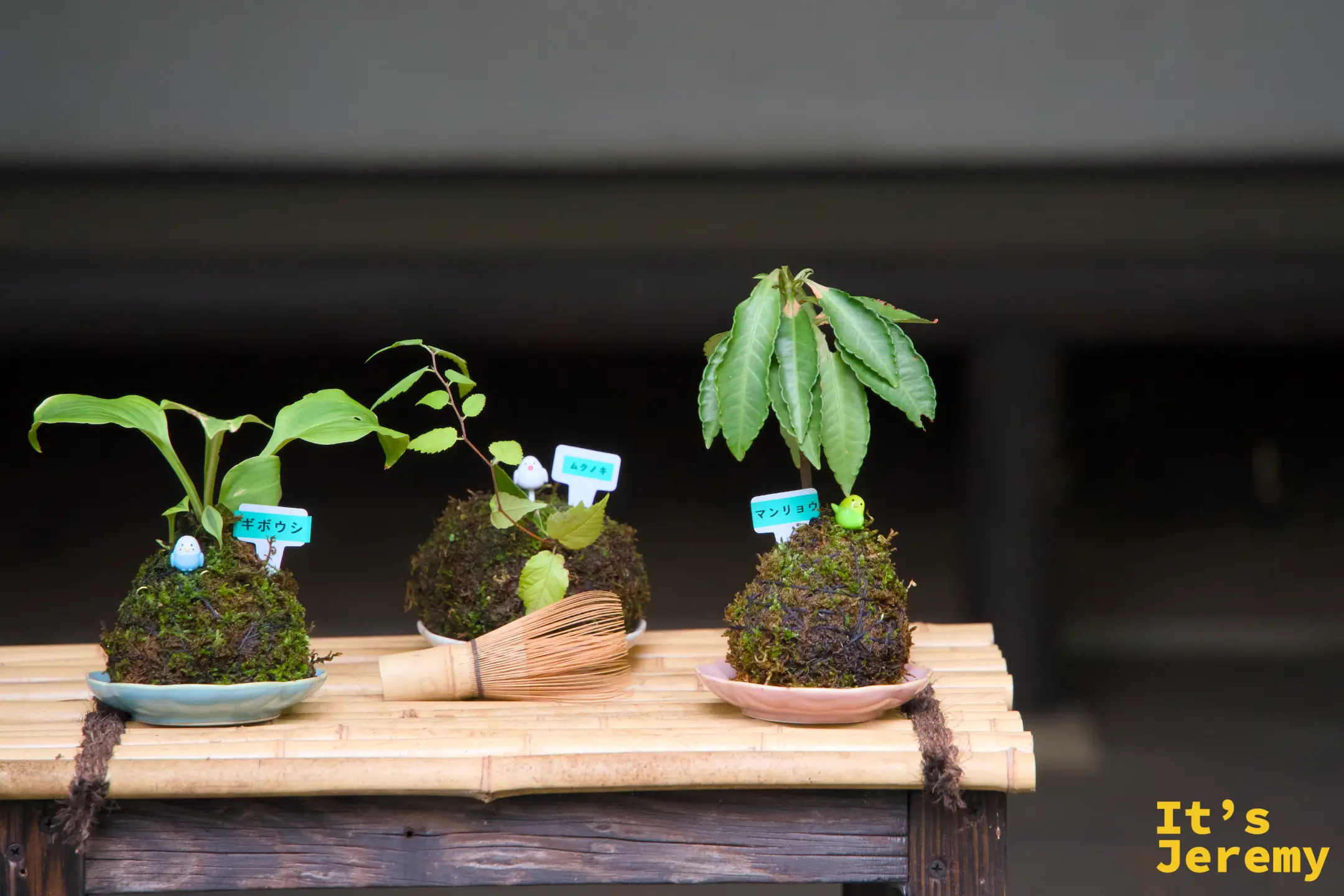 苔玉展示,三個苔球分別種著玉簪、山桃草與萬兩,放在竹製架台上,旁邊配著一支茶筅