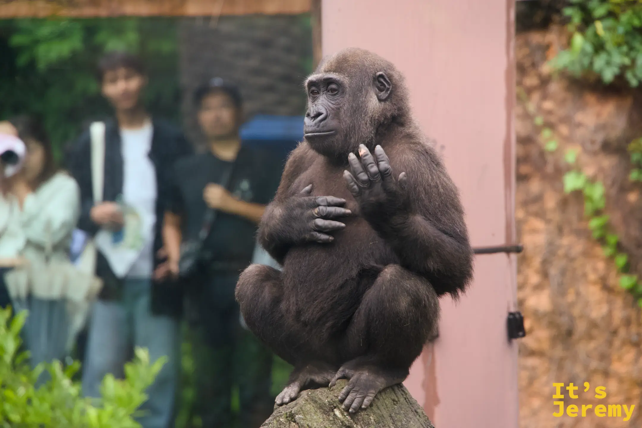 同一隻幼年大猩猩換了姿勢,雙手合置胸前,側臉凝望遠方,讓整個展區都靜了下來