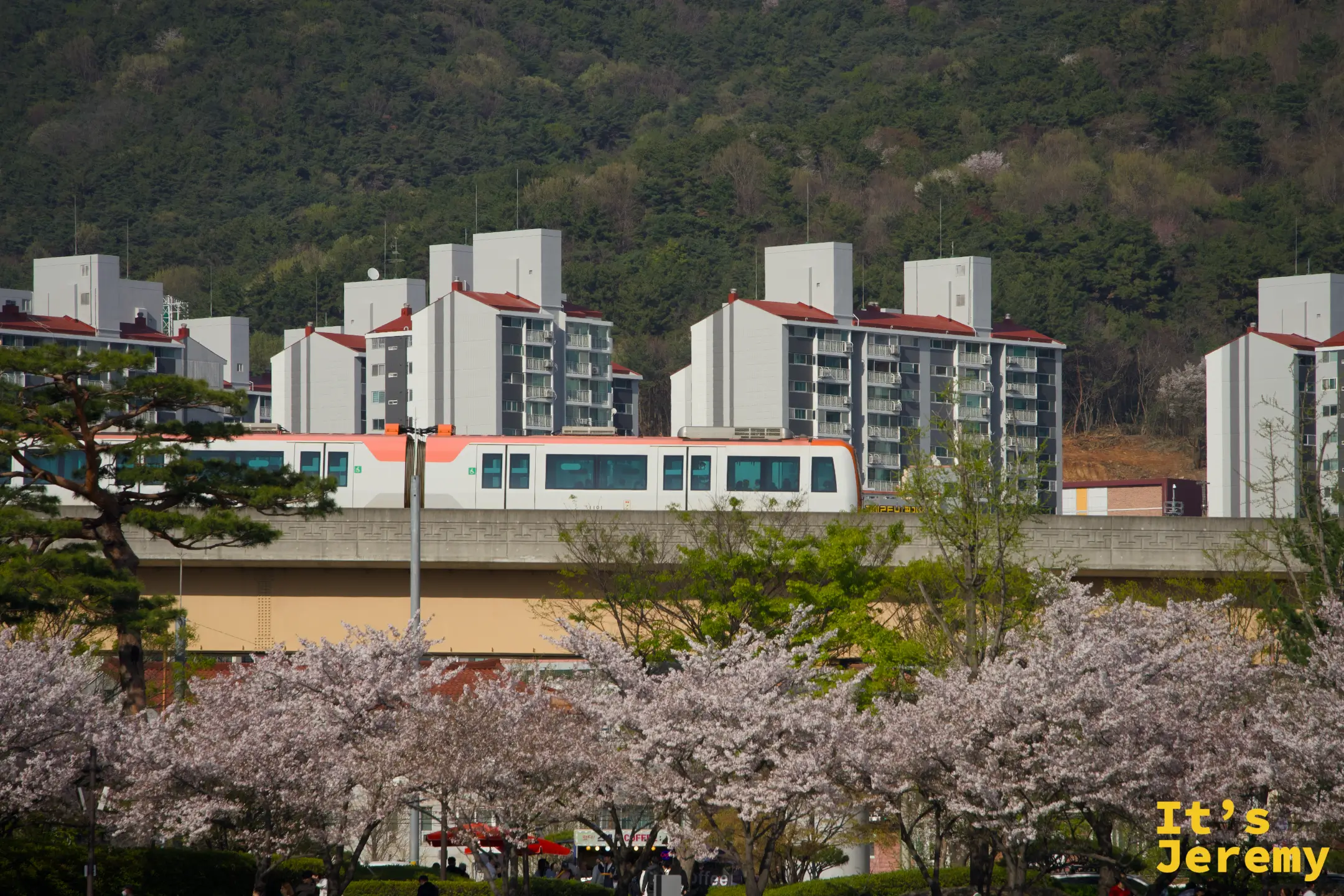 金海輕軌列車穿越滿開的粉白櫻花林，高架橋後方是金海住宅群與遠山