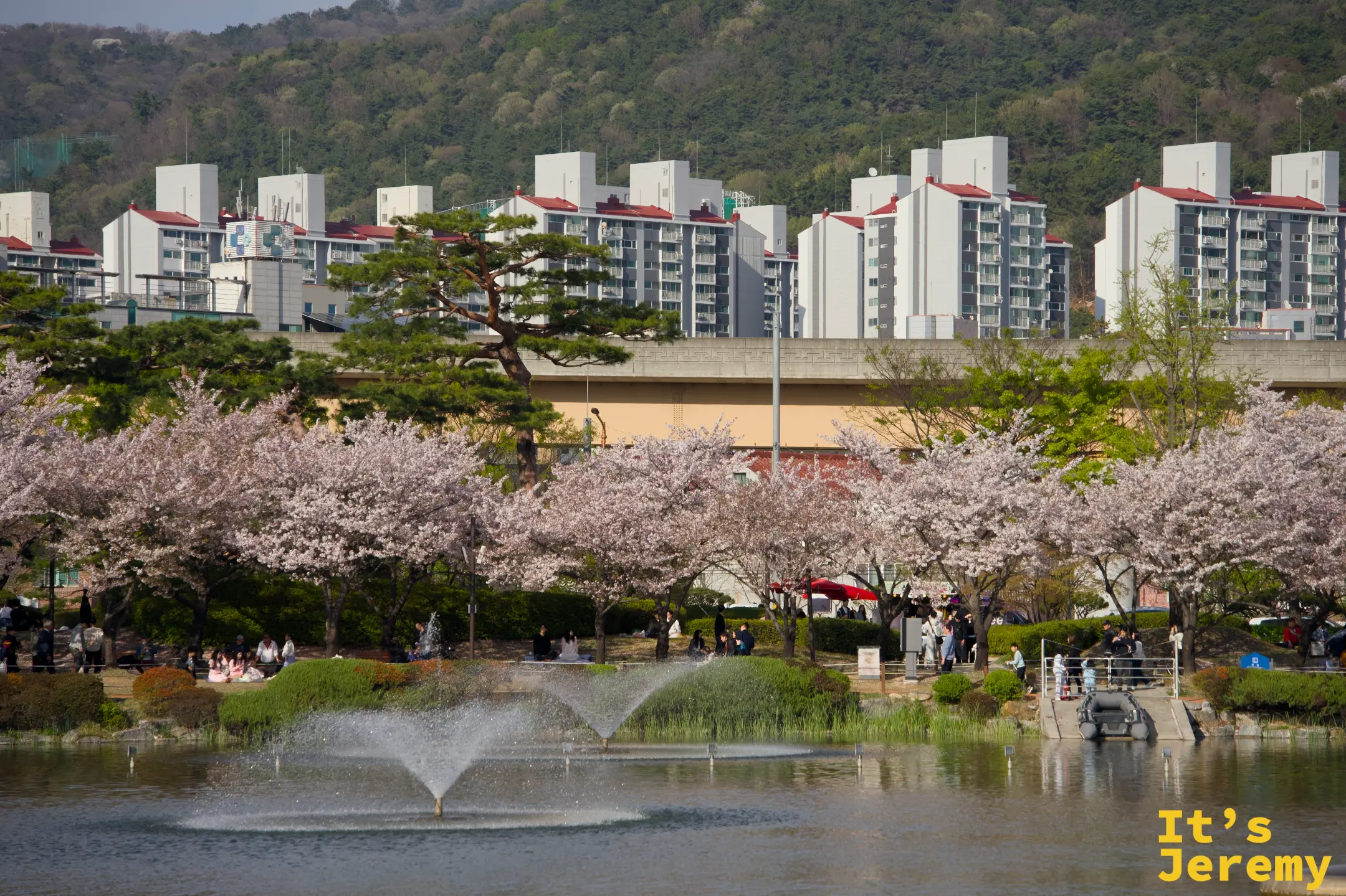蓮池噴水池與環湖櫻花樹，金海輕軌高架橋在後方橫跨