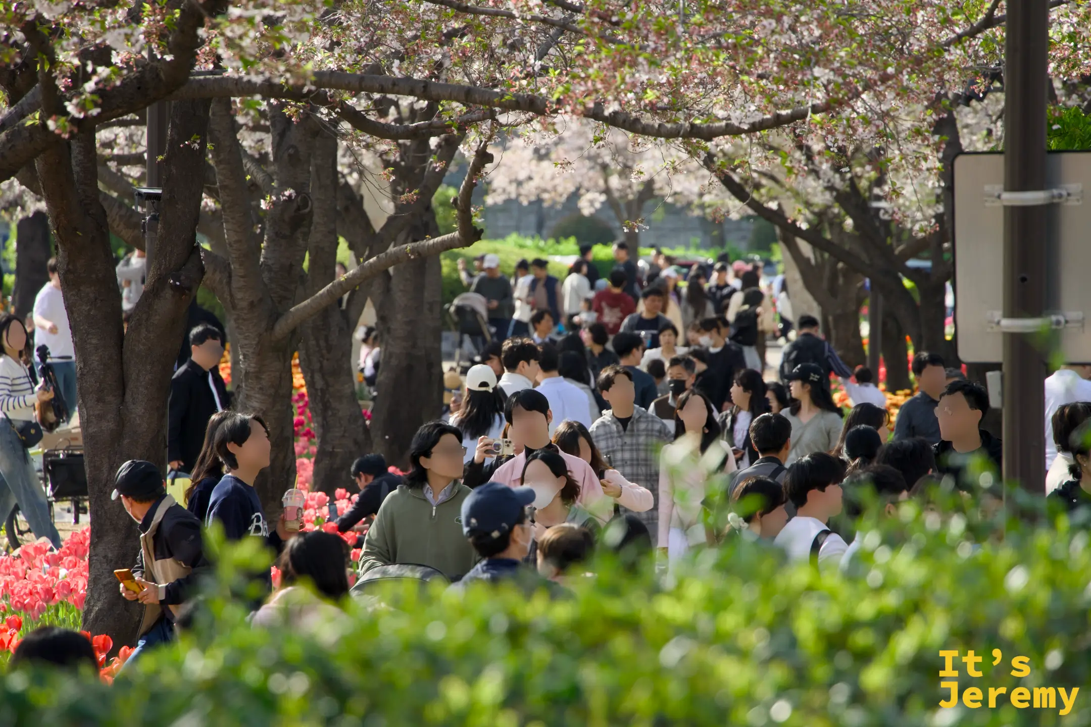 人群在湖岸滿開的花道中漫步，粉白花瓣幾乎將天空填滿