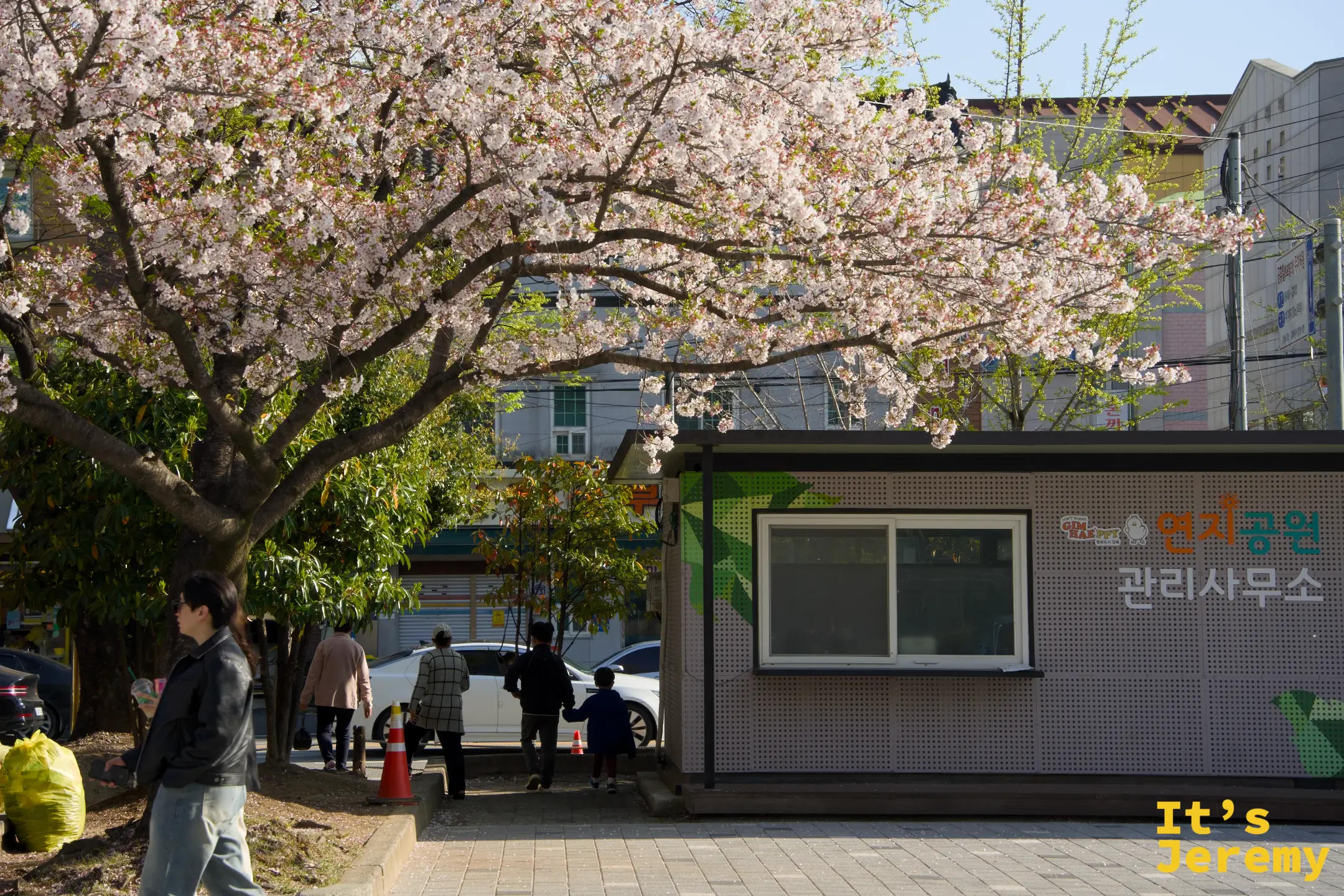 公園管理事務所入口旁，一棵老樹滿掛春日花瓣，提醒你離花海只剩幾步路