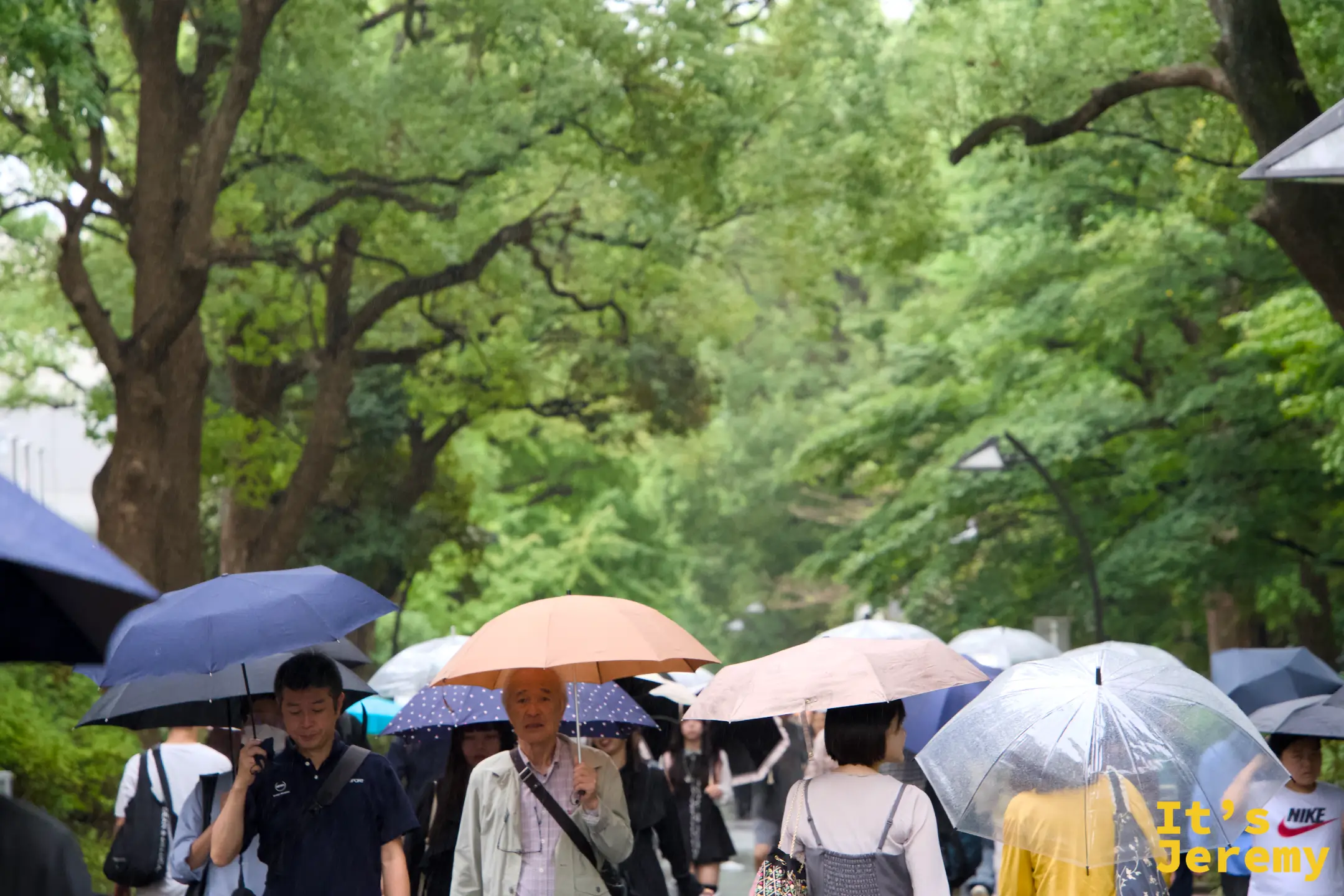 上野公園步道,雨中遊客撐著各色雨傘在樹蔭下走著,整條大道是傘的海洋,綠色樹冠在霧雨中模糊成背景
