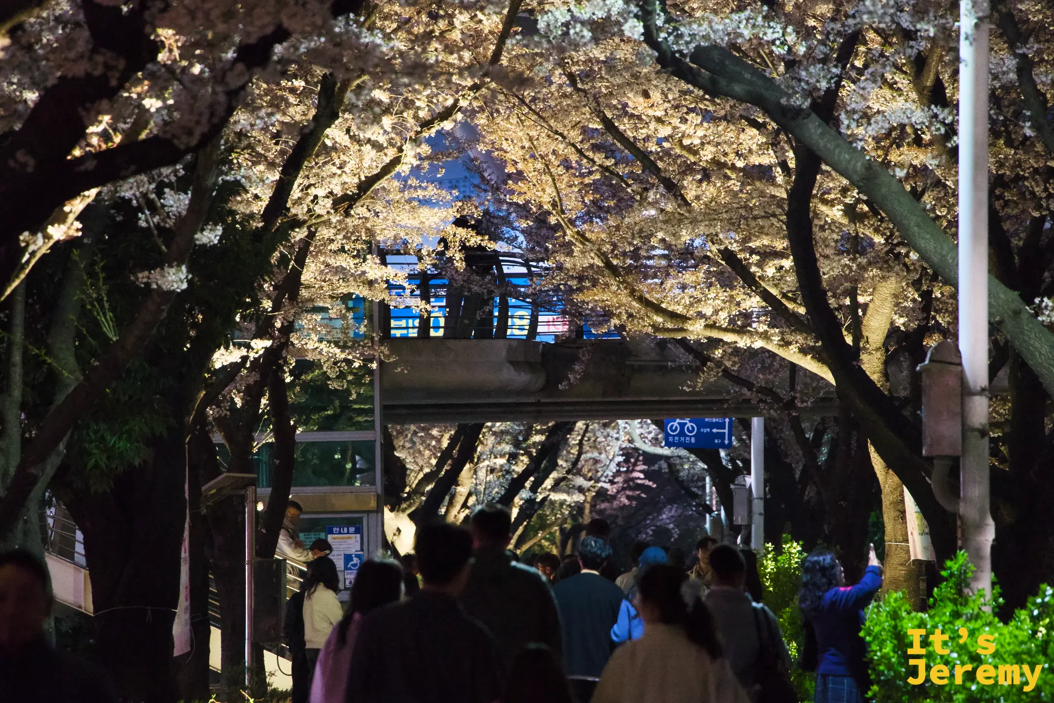 入夜後的三樂公園，老櫻樹被燈光點亮，花道裡的人群慢慢穿梭