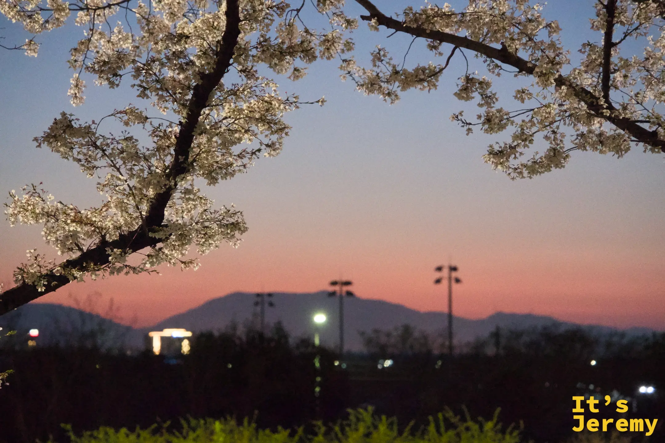 🇰🇷 釜山景點｜三樂江邊公園 삼락생태공園：傍晚去才懂的夜櫻魔法，洛東江畔染成橘紅的春天