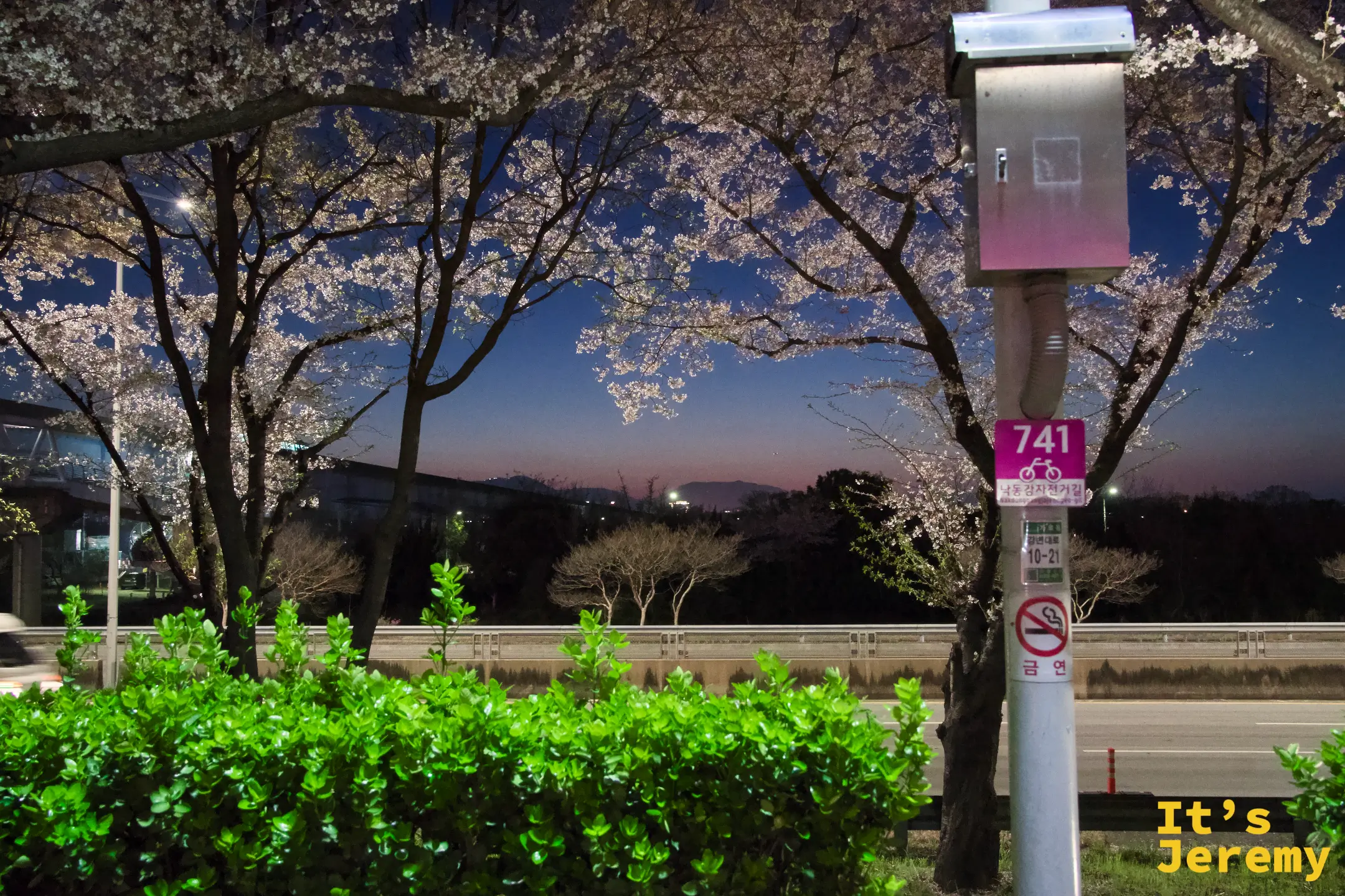 741 路巴士站旁的垂枝老櫻樹，傍晚天空開始由藍轉紫，就是入園的好時機