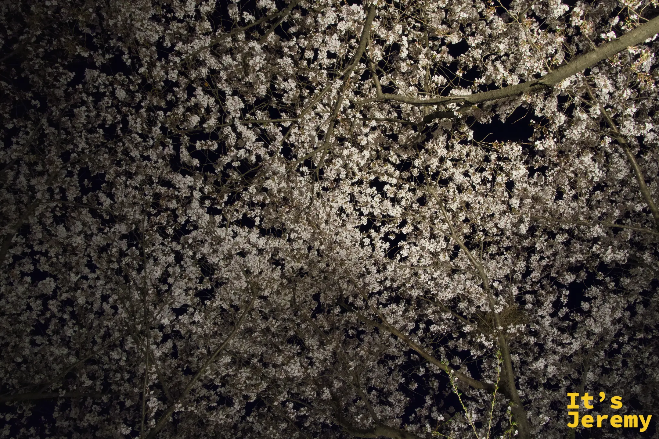 仰拍夜間三樂公園的花道，密密麻麻的白色花瓣覆蓋整個天頂，黑色夜空讓花的輪廓更加清晰