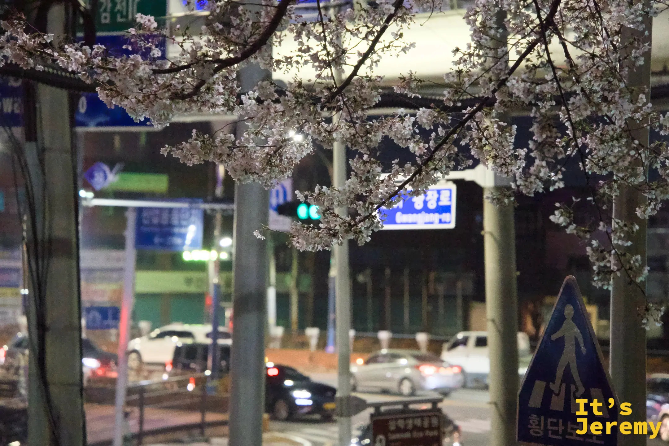 花道旁的城市路口夜景，韓文路標和車流燈光與垂枝的老櫻樹同框，花長在真實的城市日常裡