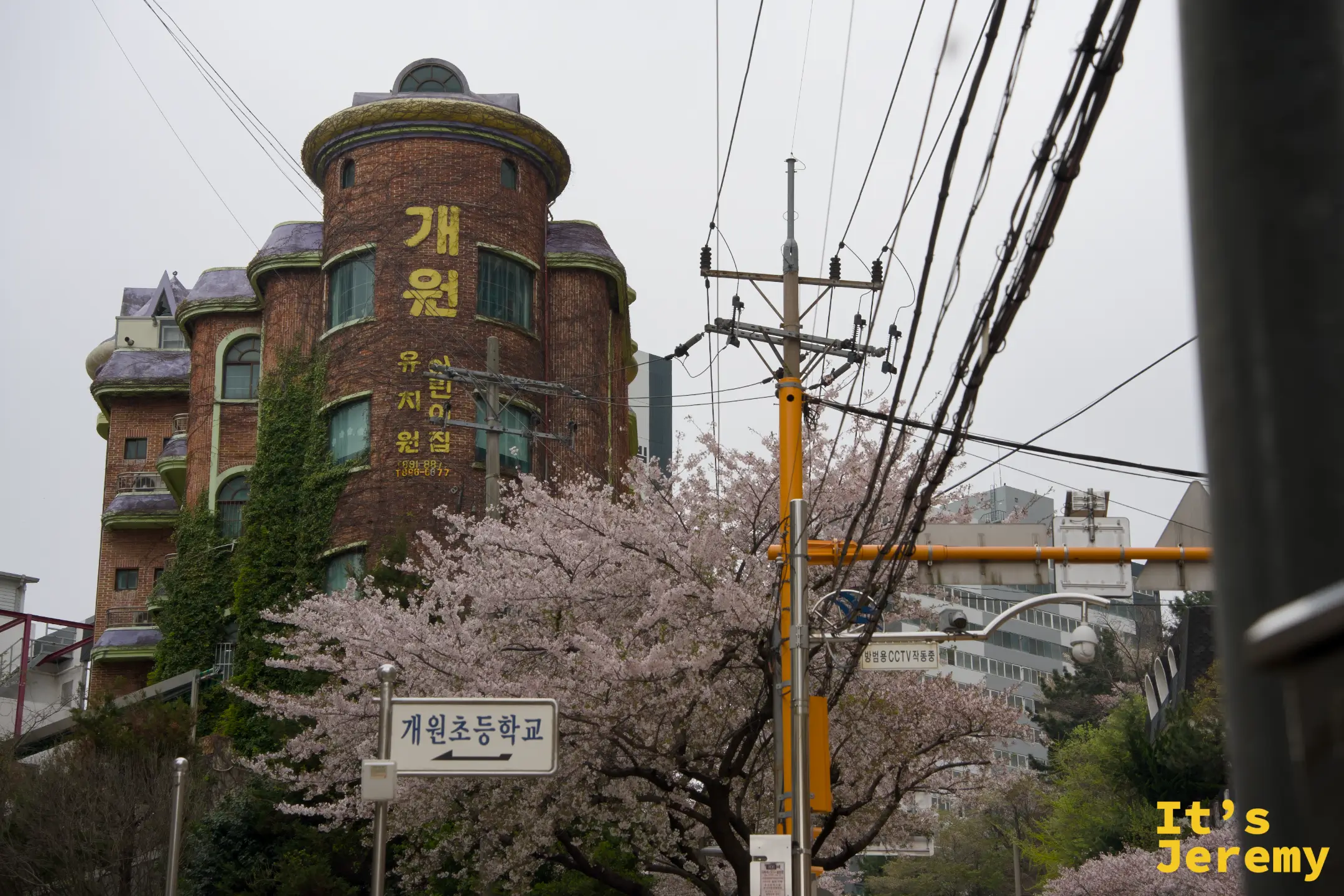 圓形紅磚建築前的吉野櫻，與개원초등학교路牌同框，意外出現在一條無名小路上