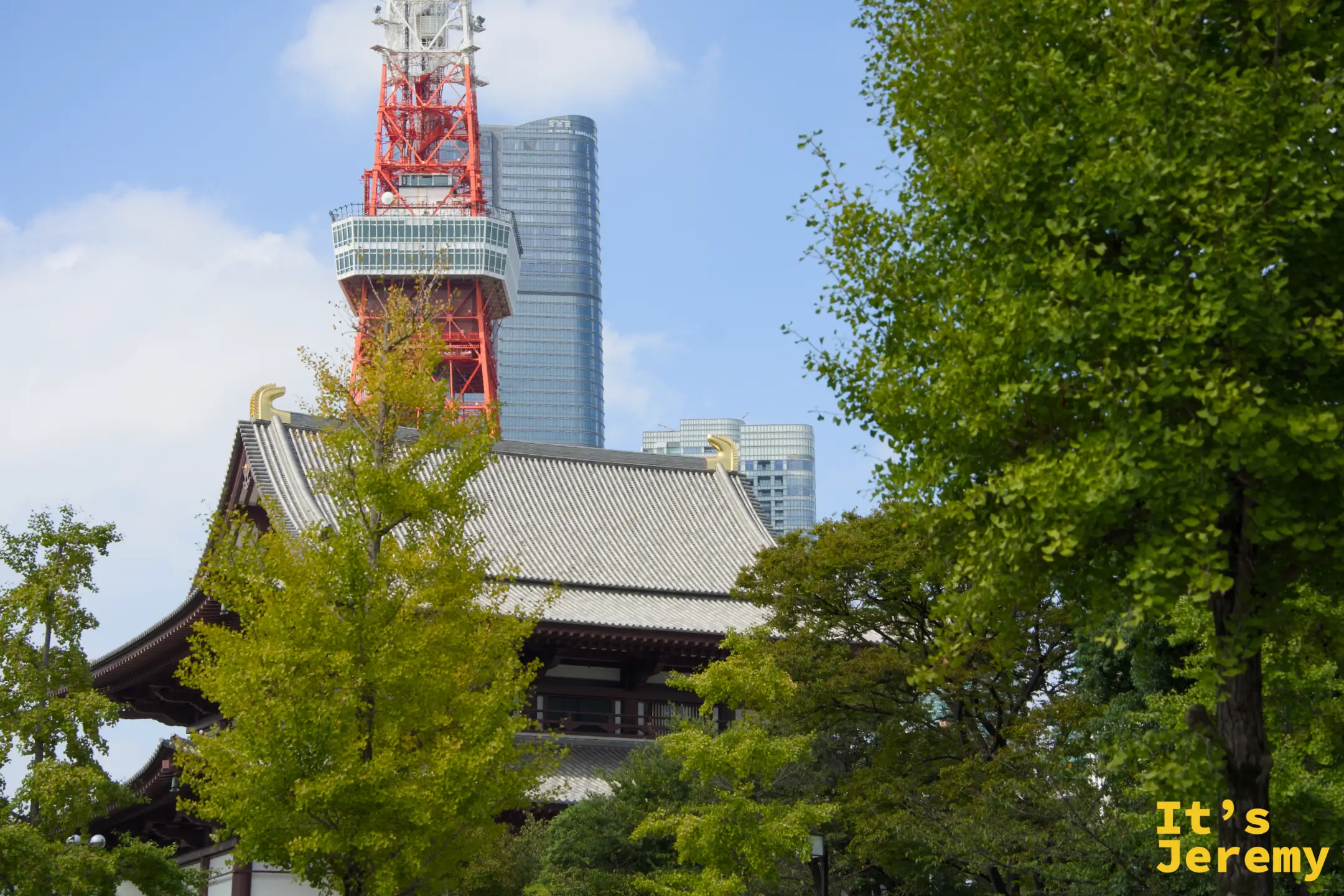 秋日遠景:増上寺大殿屋頂與東京鐵塔,前景是轉黃的銀杏樹