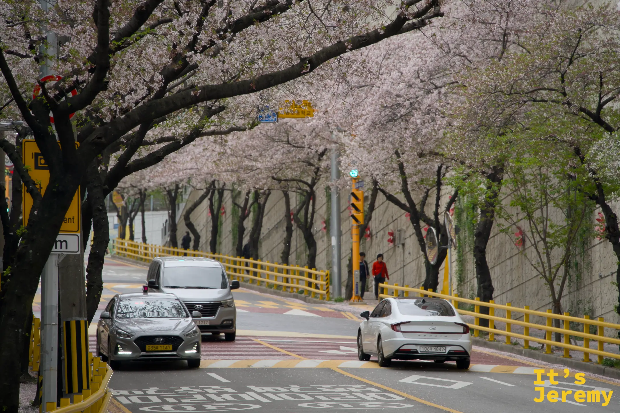 兩輛轎車行駛在吉野櫻形成的花拱道路上，白色花海從兩側夾住整條車道