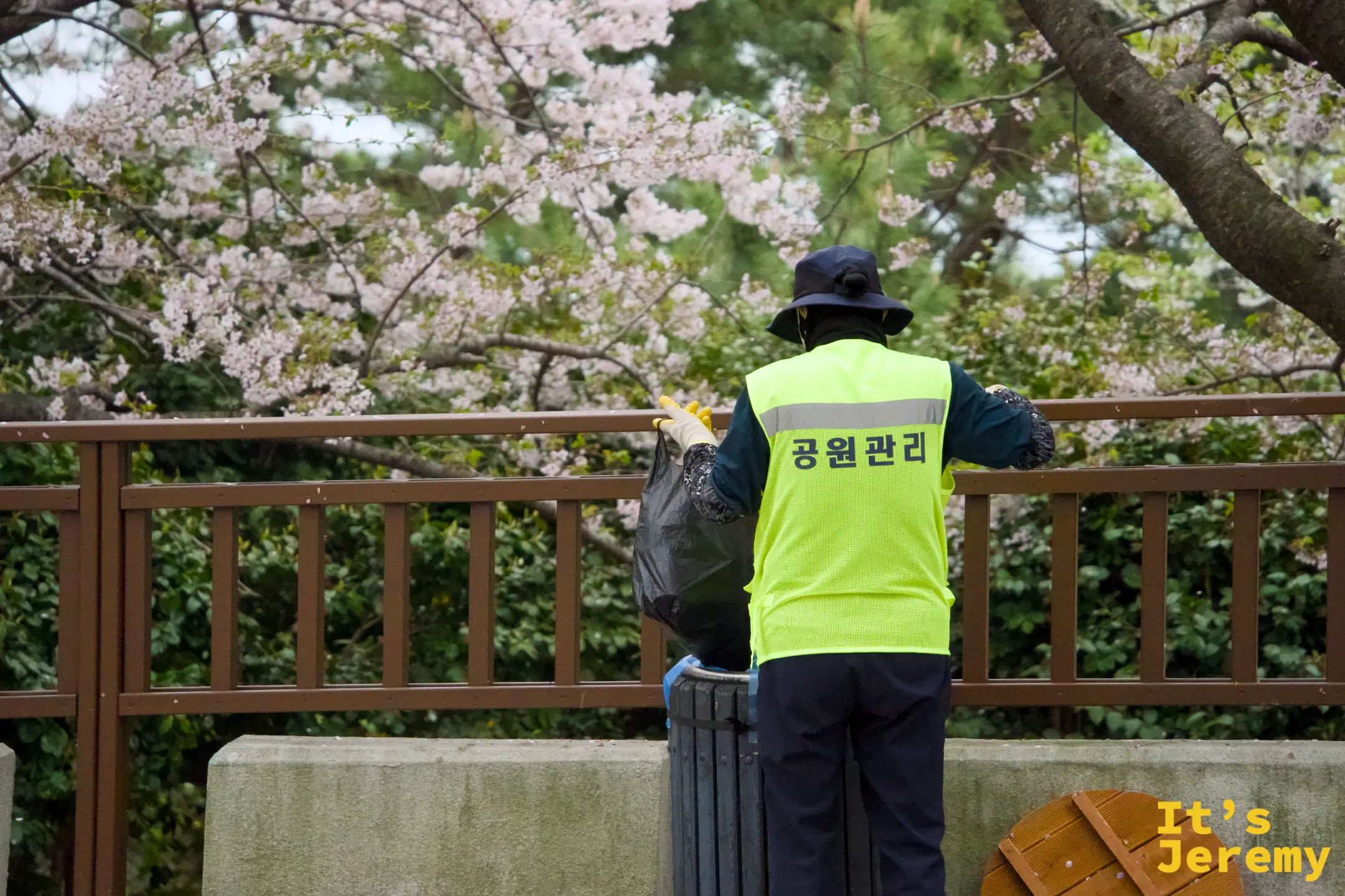 穿著黃色反光背心的公園管理員在欄杆邊清掃，身後吉野櫻正值盛開