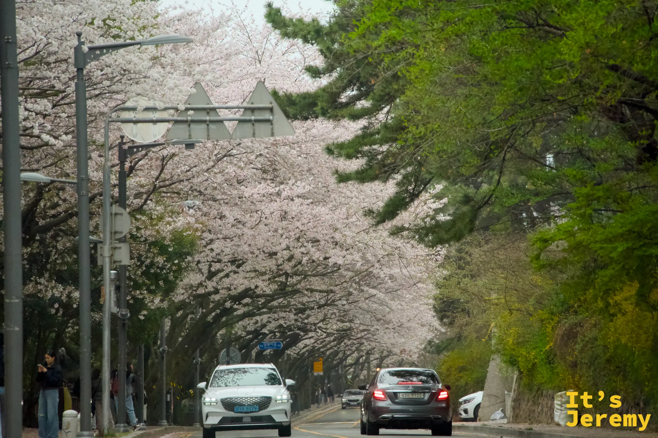 🇰🇷 釜山景點｜海雲台迎月路 Dalmaji-gil：釜山最美的追花小路，吉野櫻把整條路封成白色隧道