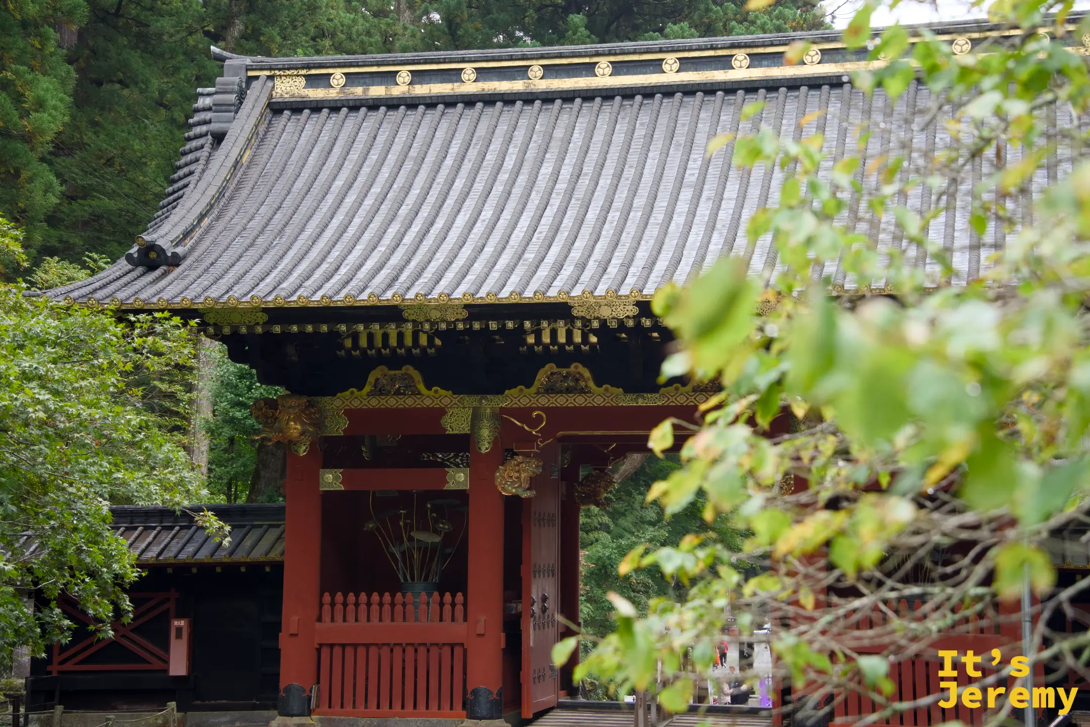 大猷院入口，透過秋葉半遮的視野，朱紅山門與深色屋瓦在杉木林之間若隱若現
