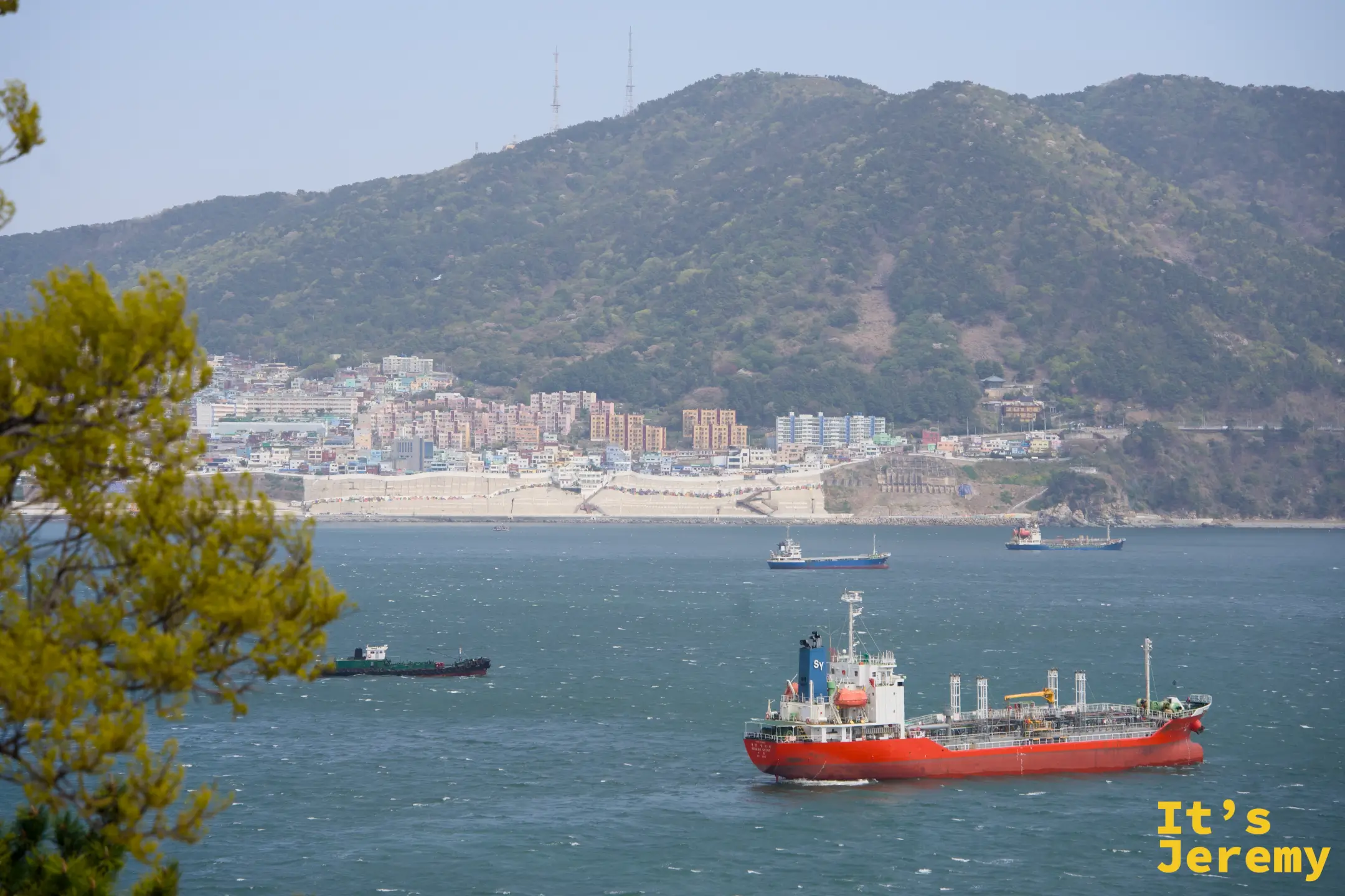 從岸邊松樹枝葉的縫隙望向海灣，一艘紅色貨船與遠方海岸市區
