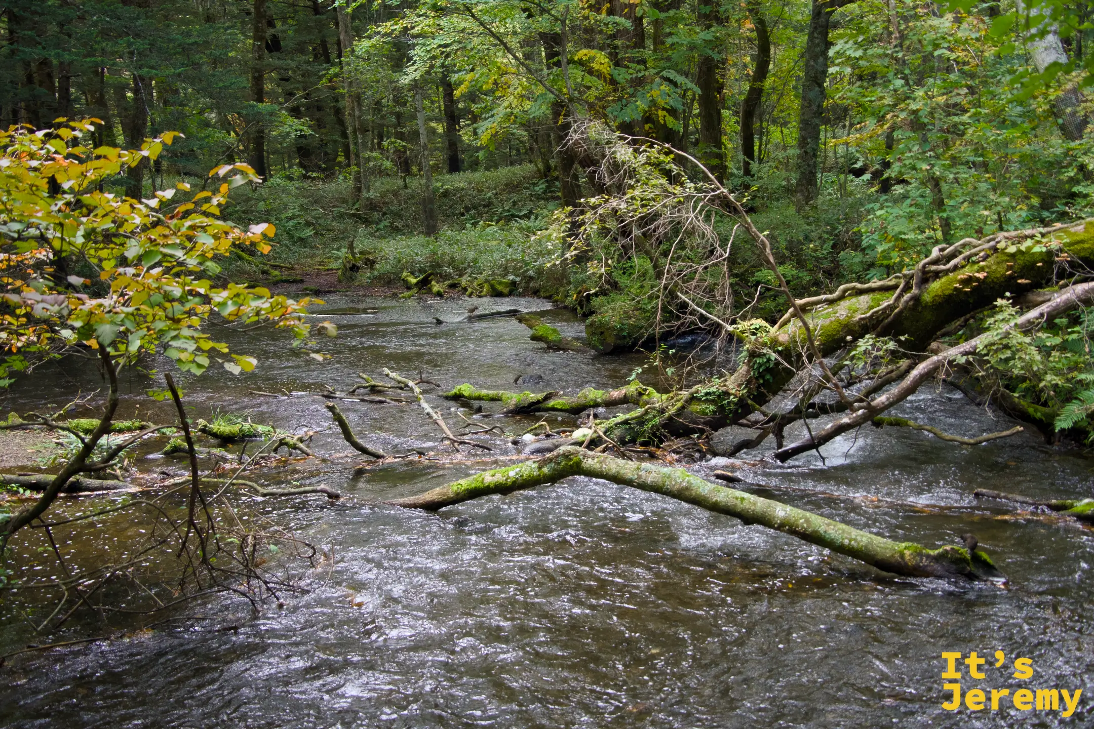 湯川下游，苔蘚覆滿的倒木橫跨水面，水流靜靜繞過