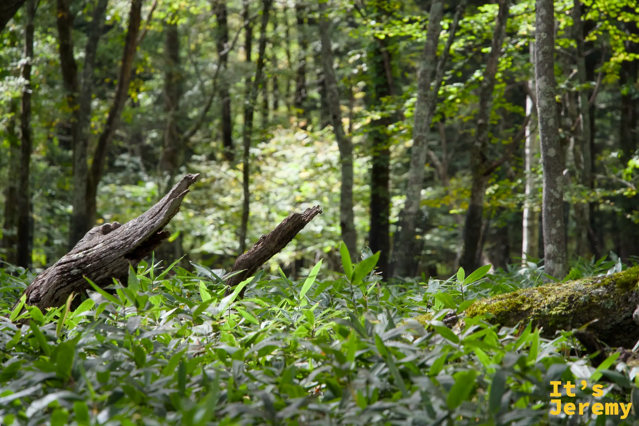 森林步道兩側的密集地被植物，倒木靜靜躺在林床上