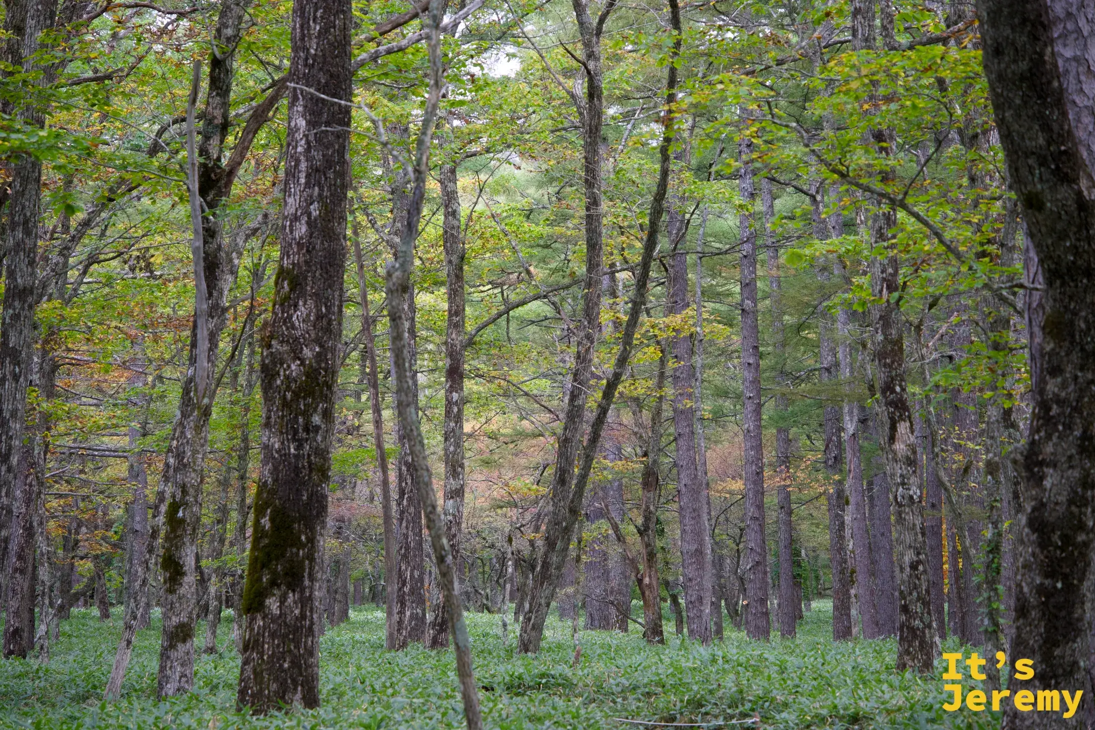 水楢樹林內部，高大樹幹筆直生長，林地開闊，地被植物低矮